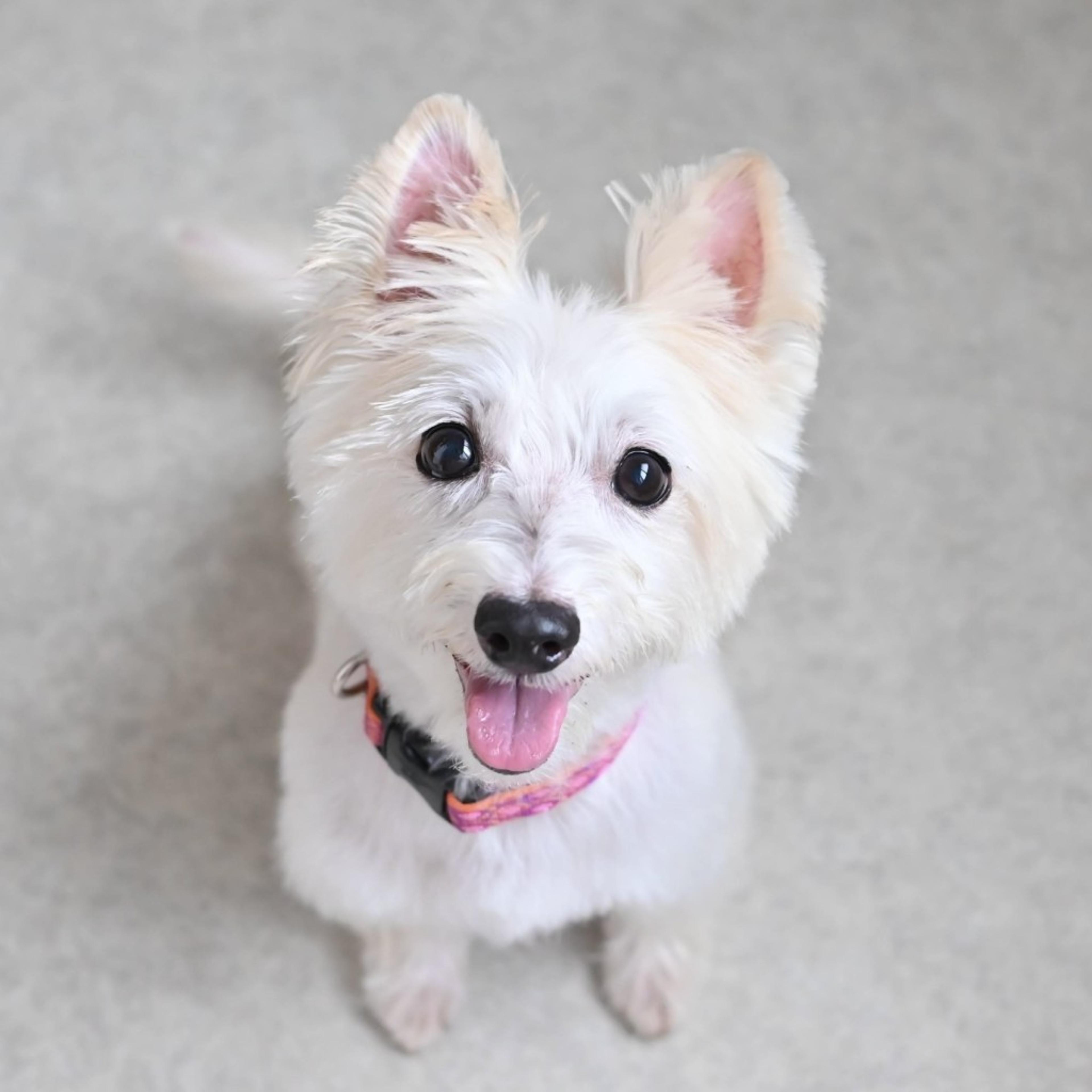 pet-image-2