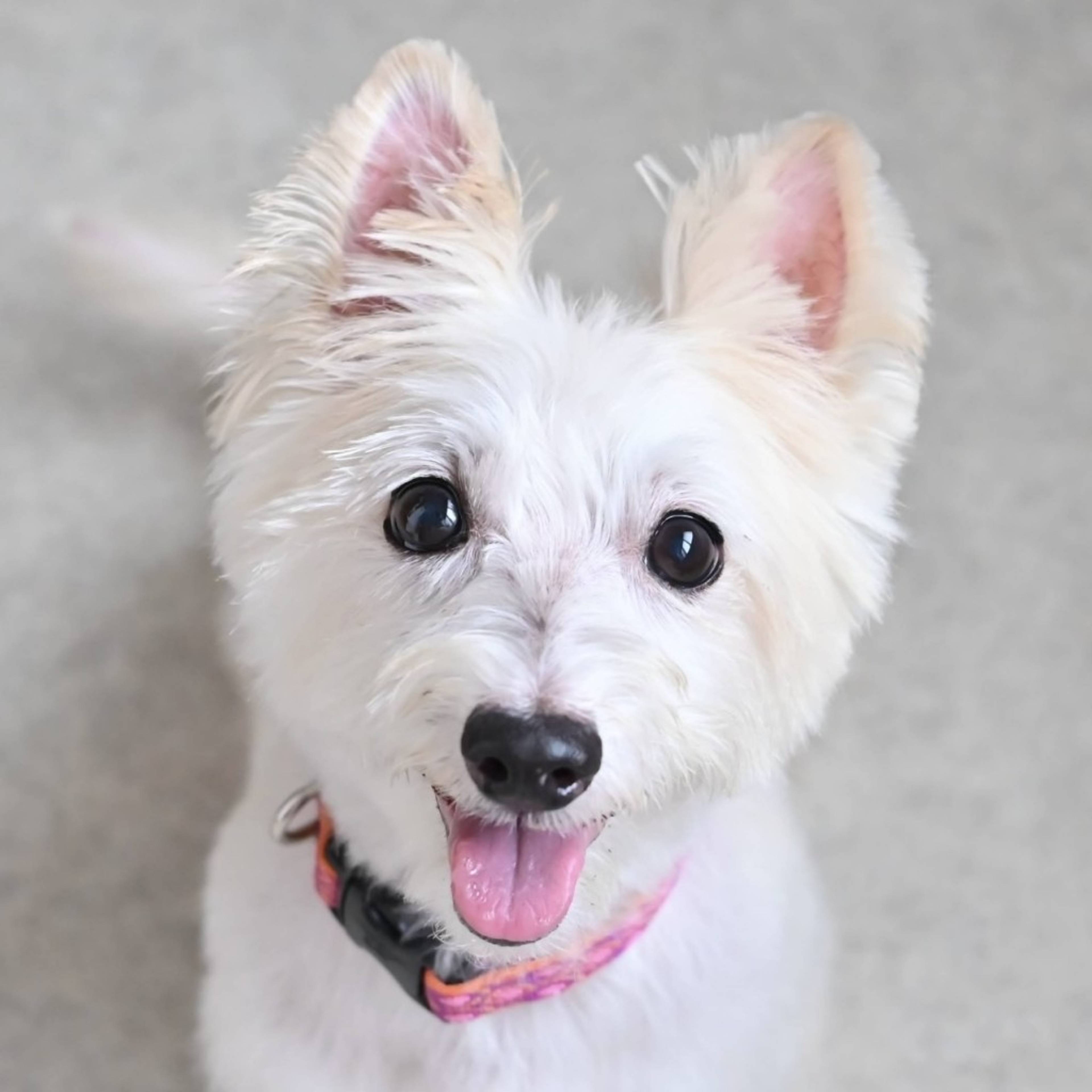 雑種（ミックス犬）・メスの里親募集の写真