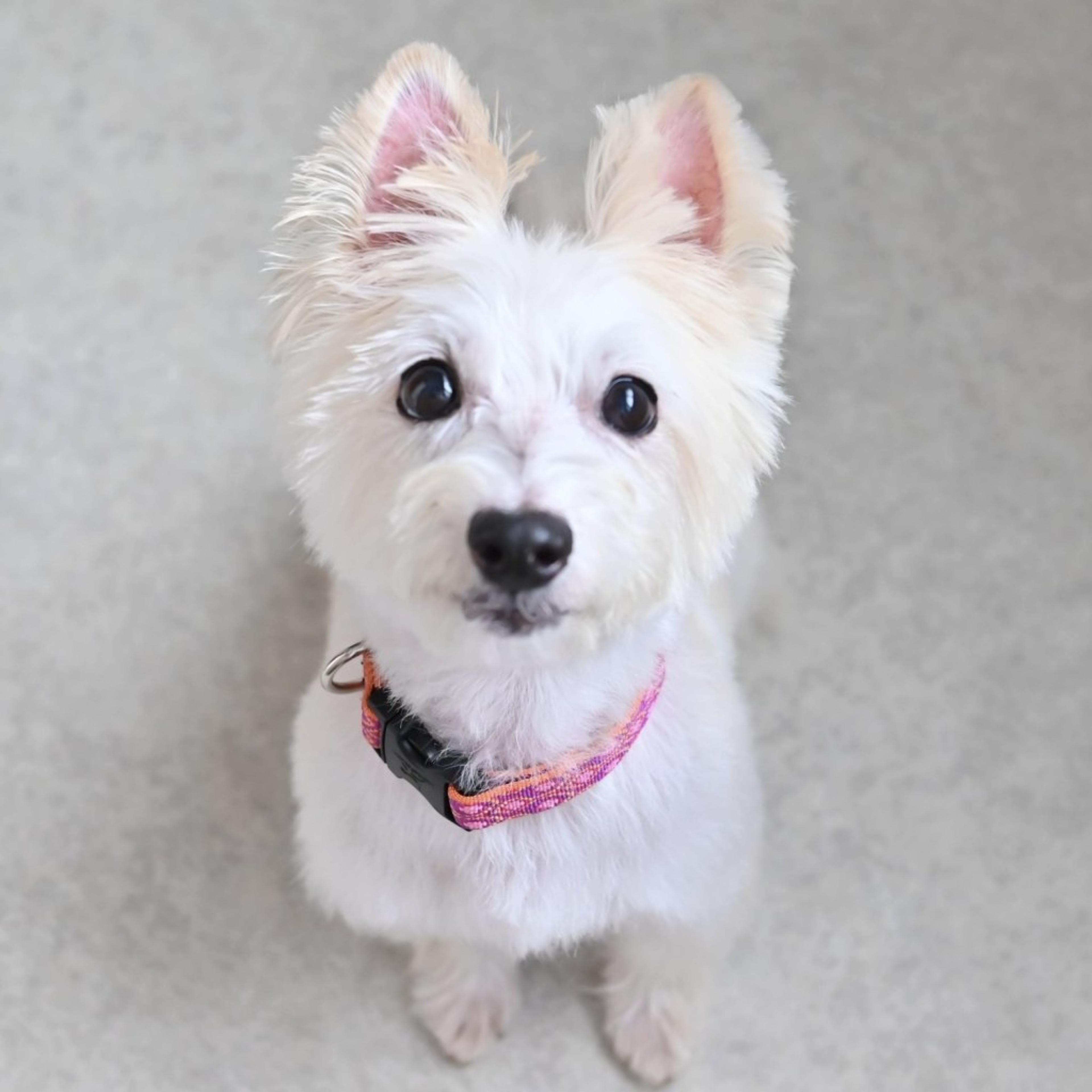 pet-image-3