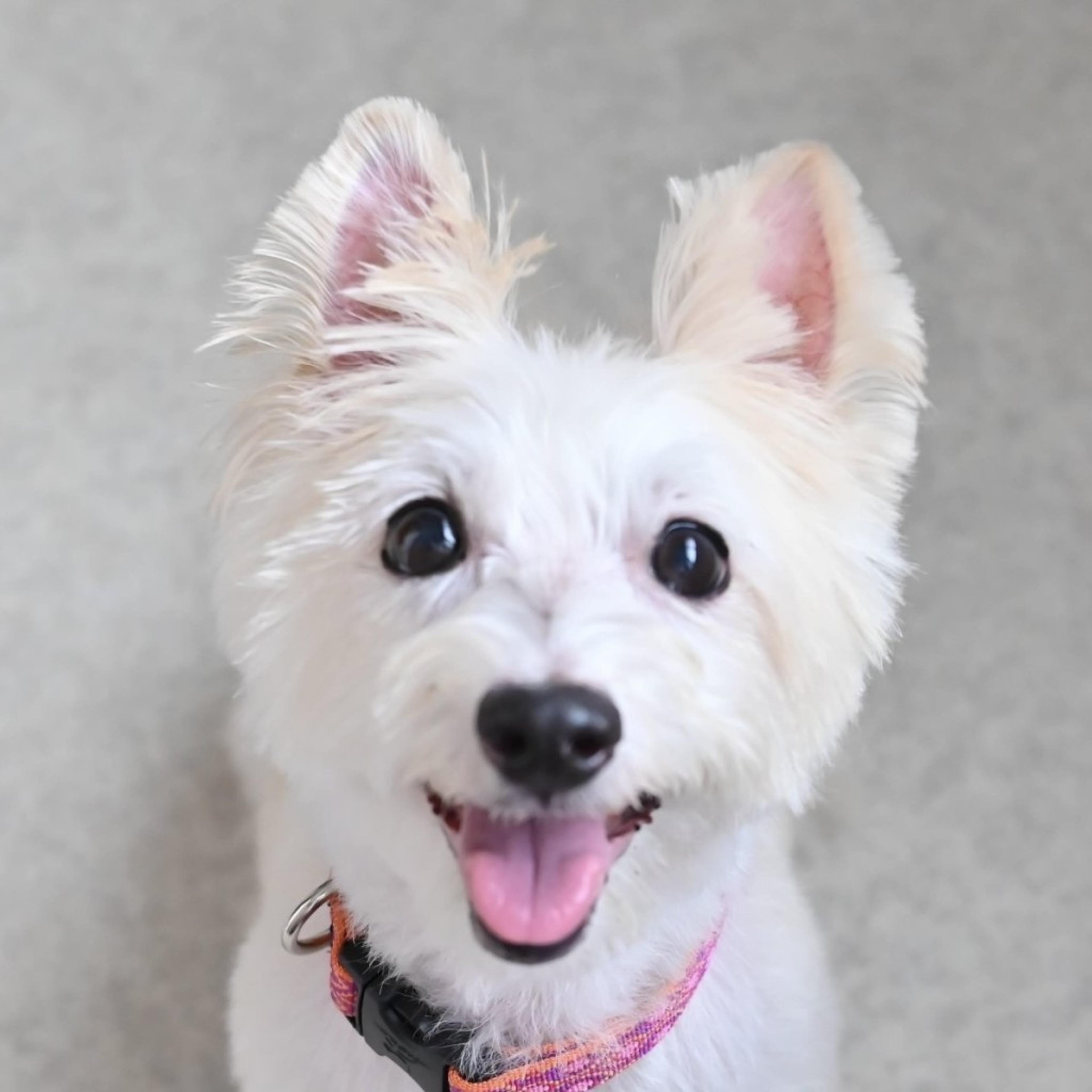 pet-image-4
