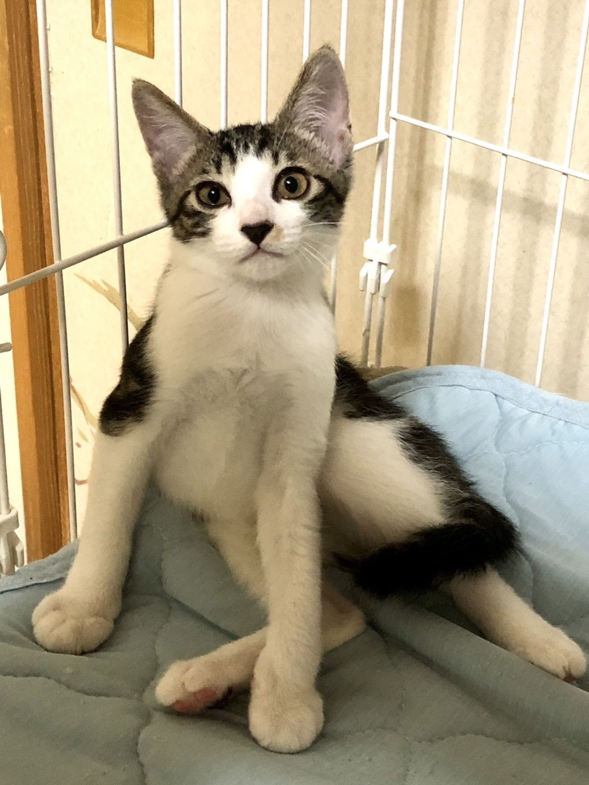 雑種（ミックス猫）・オスの里親募集の写真