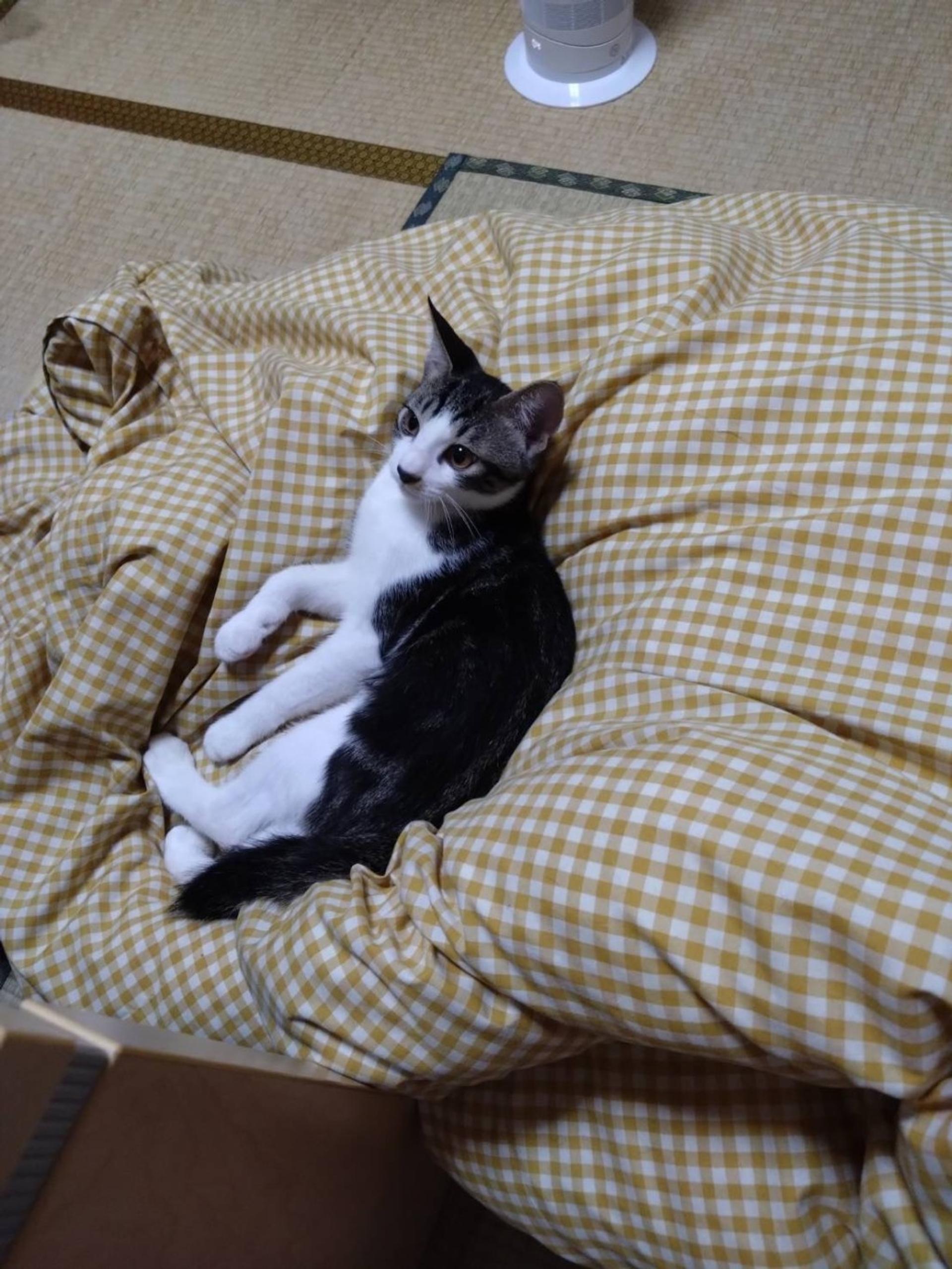 pet-image-3