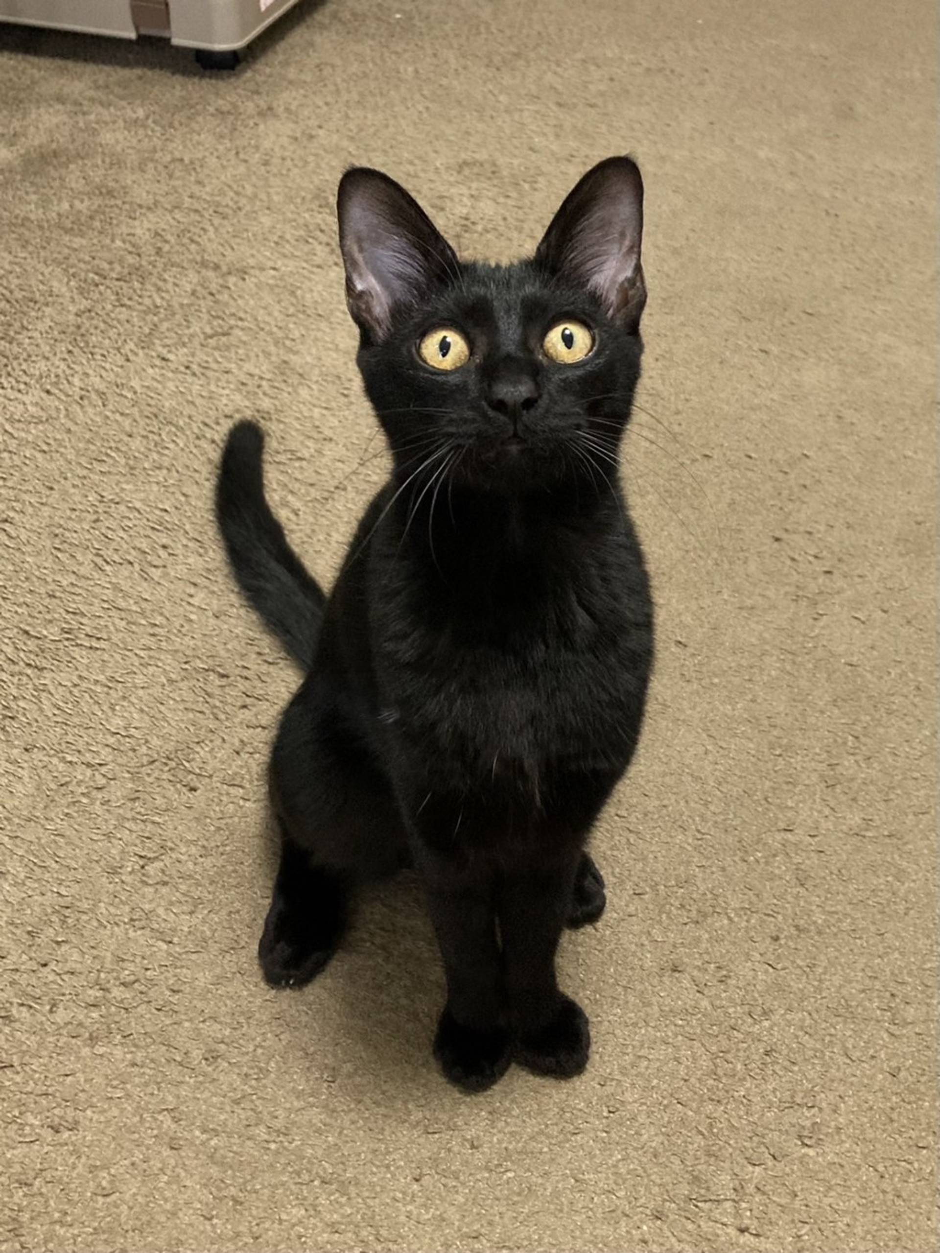 雑種（ミックス猫）・メスの里親募集の写真