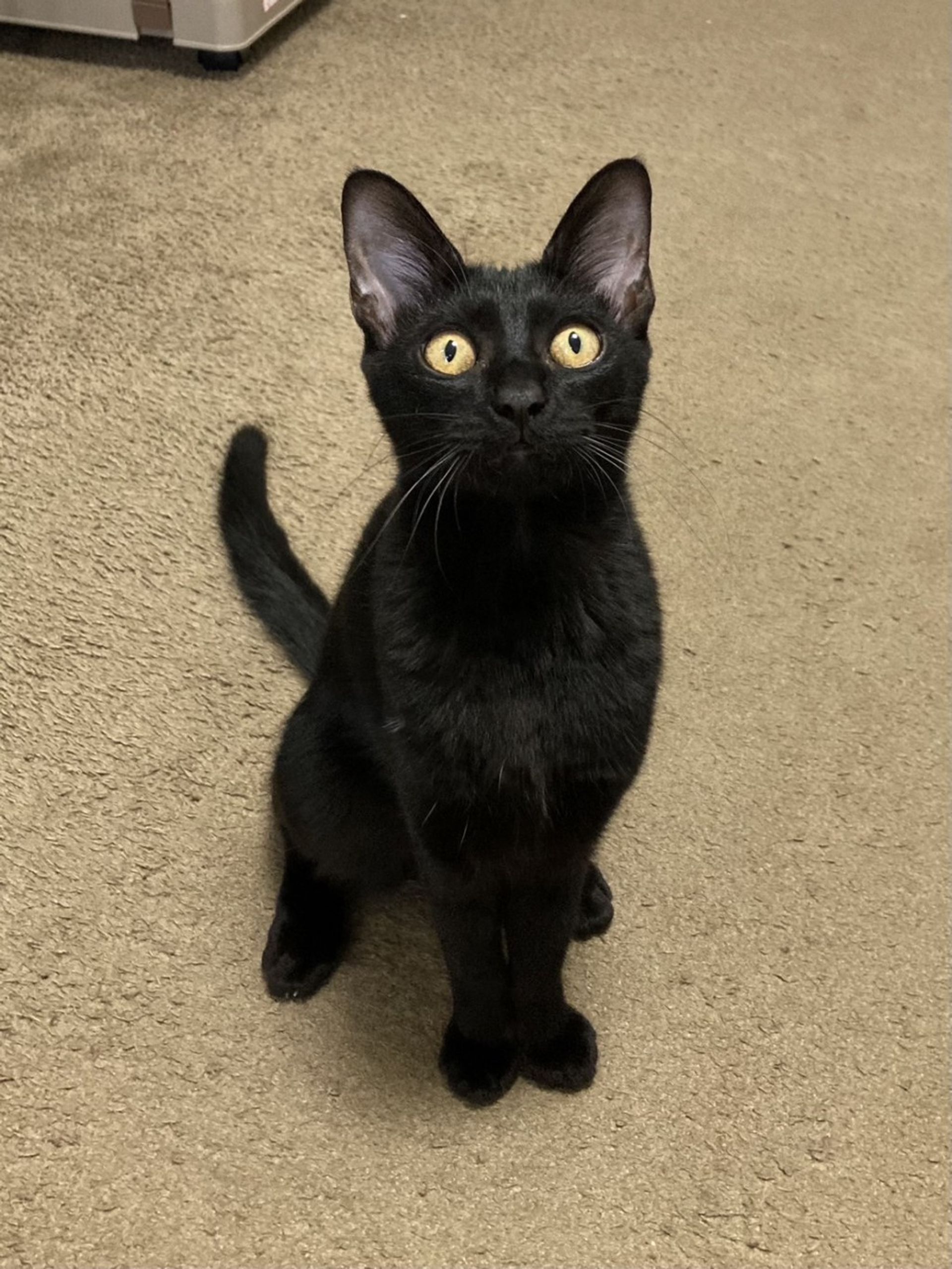 雑種（ミックス猫）・メスの里親募集の写真