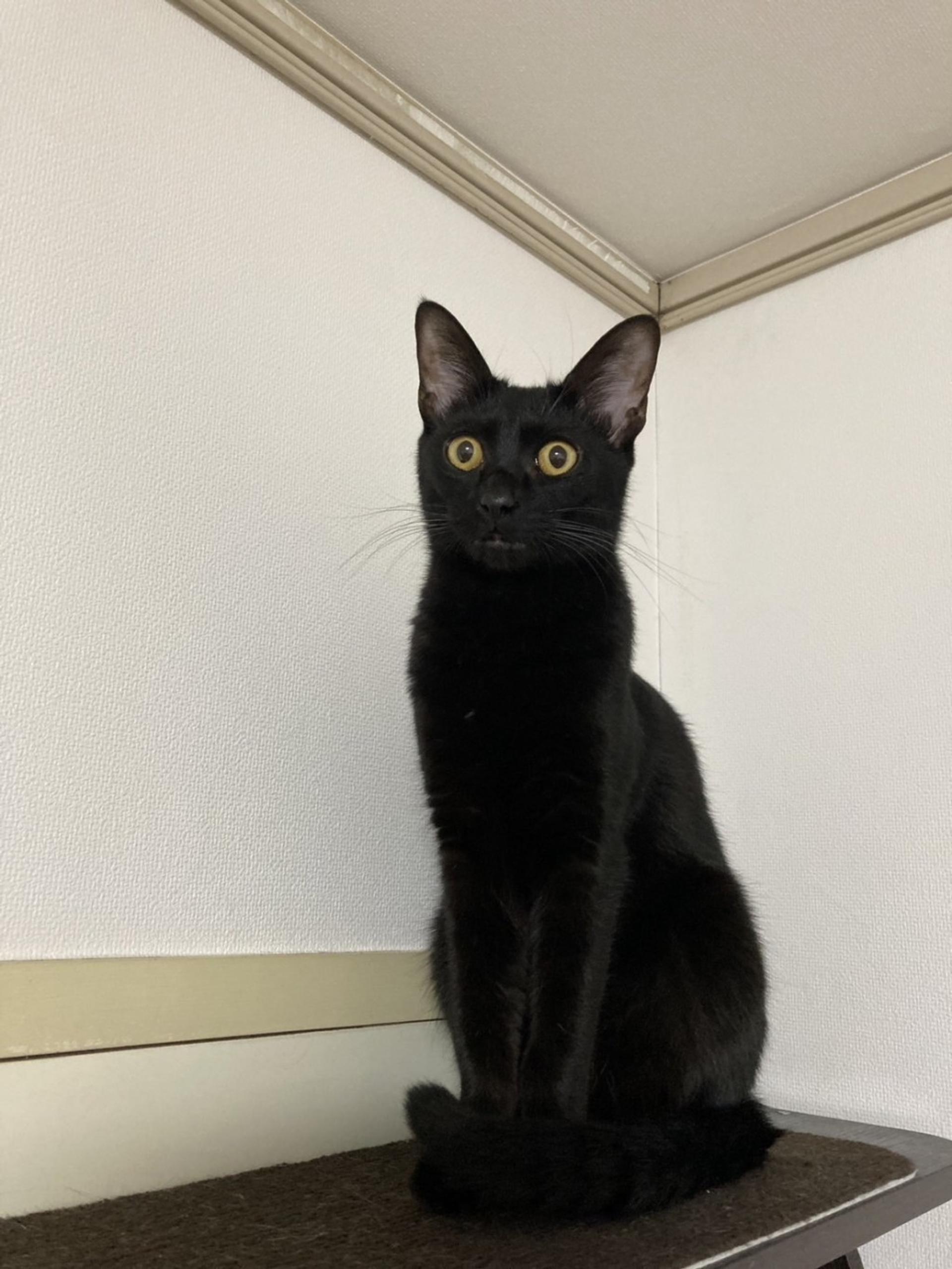 pet-image-3