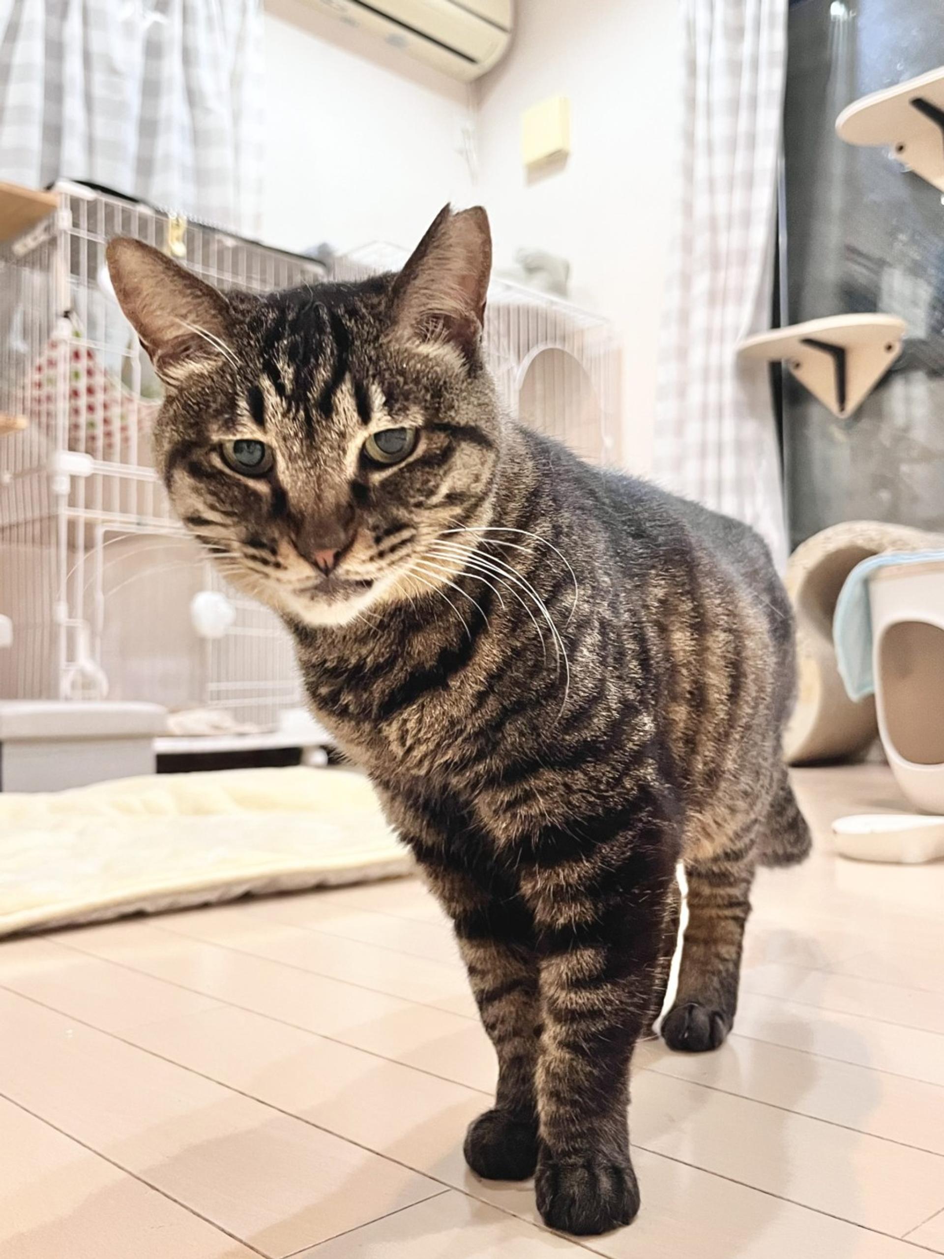 pet-image-3