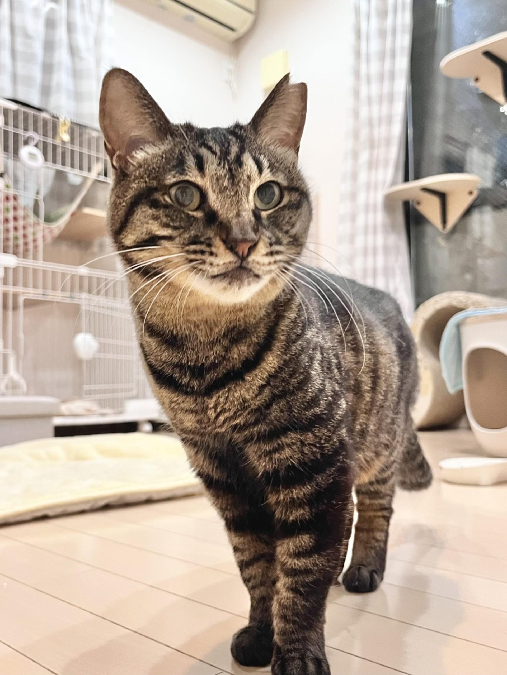 pet-image-2