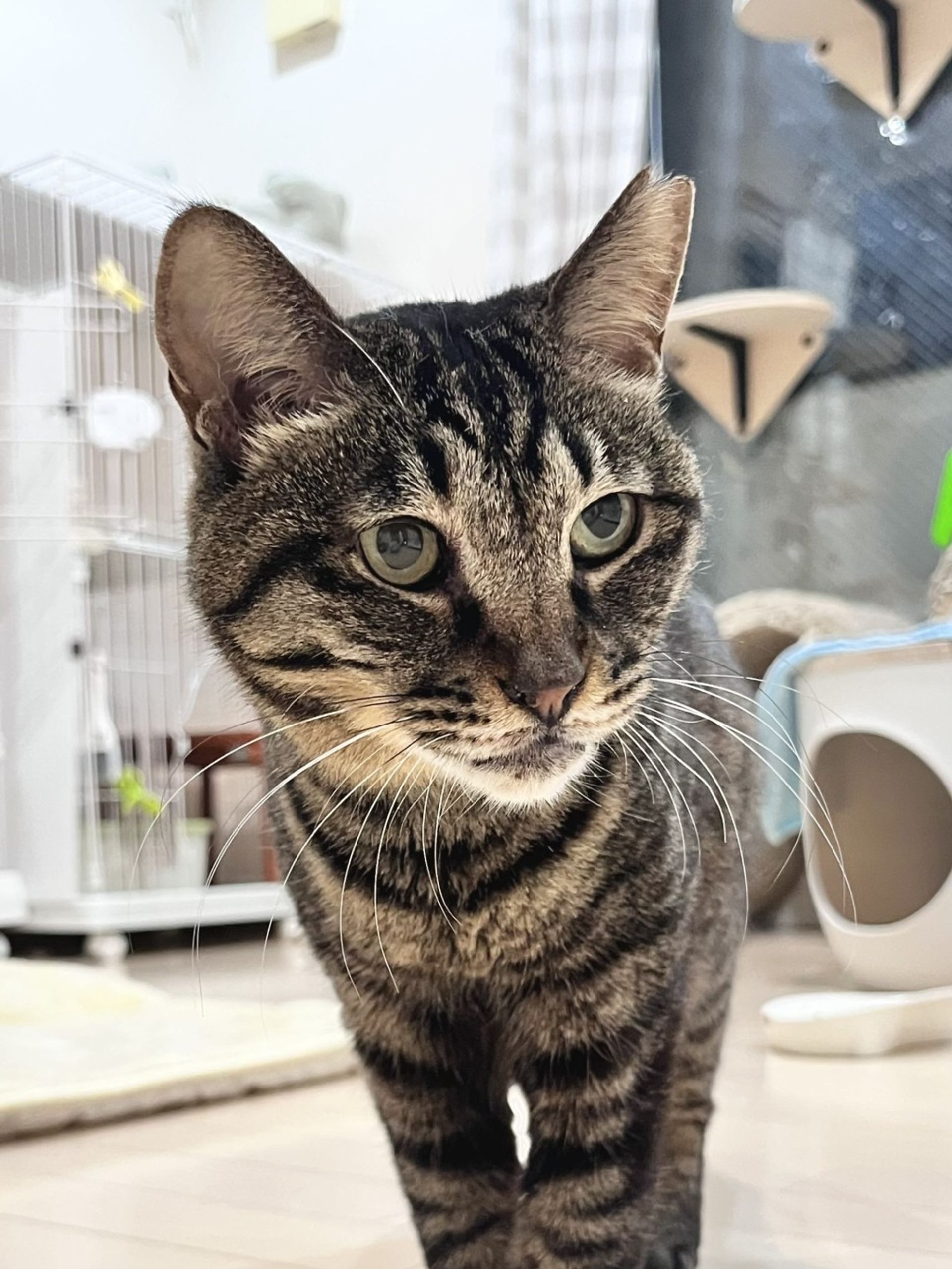 雑種（ミックス猫）・メスの里親募集の写真