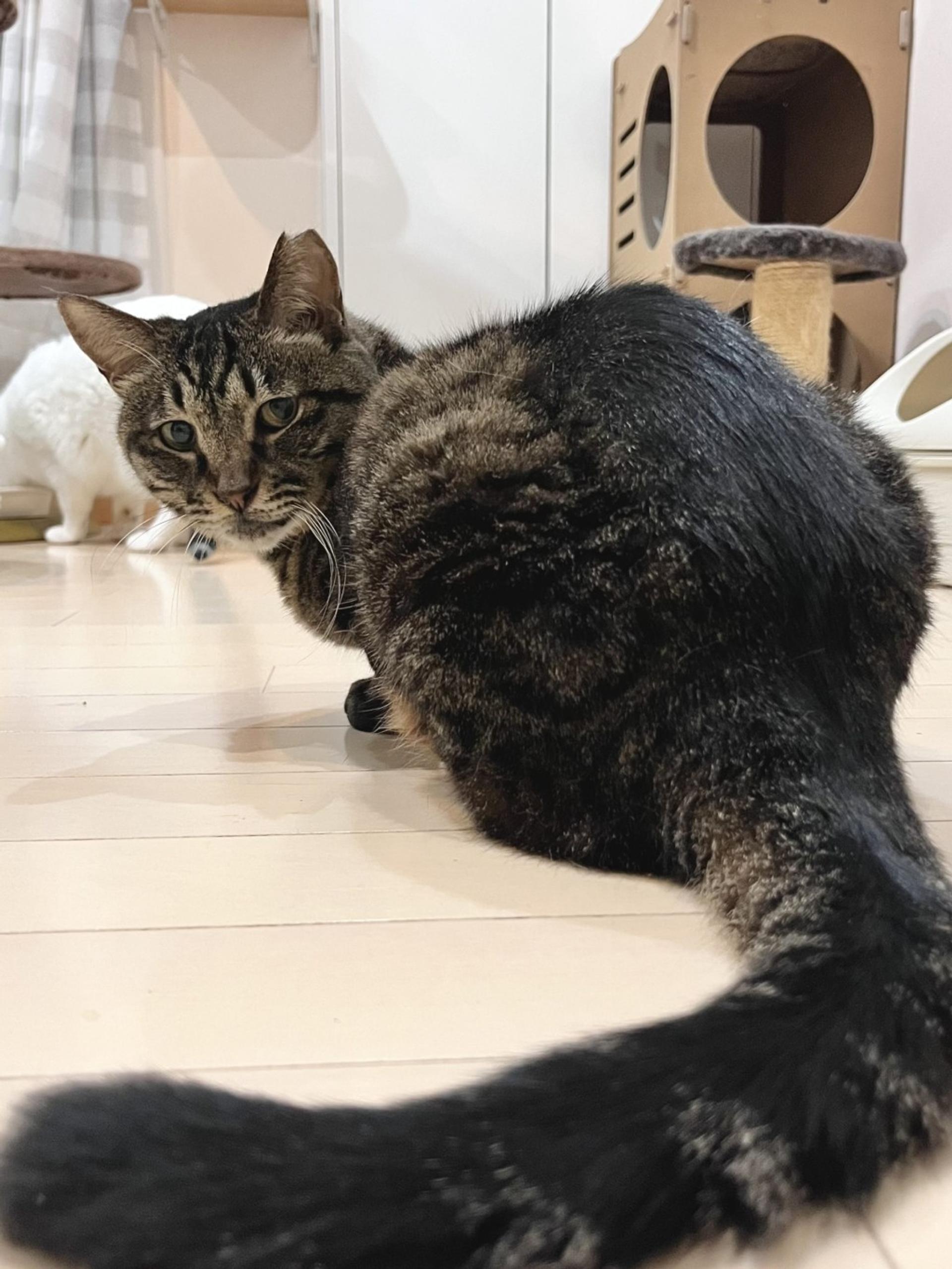 pet-image-5