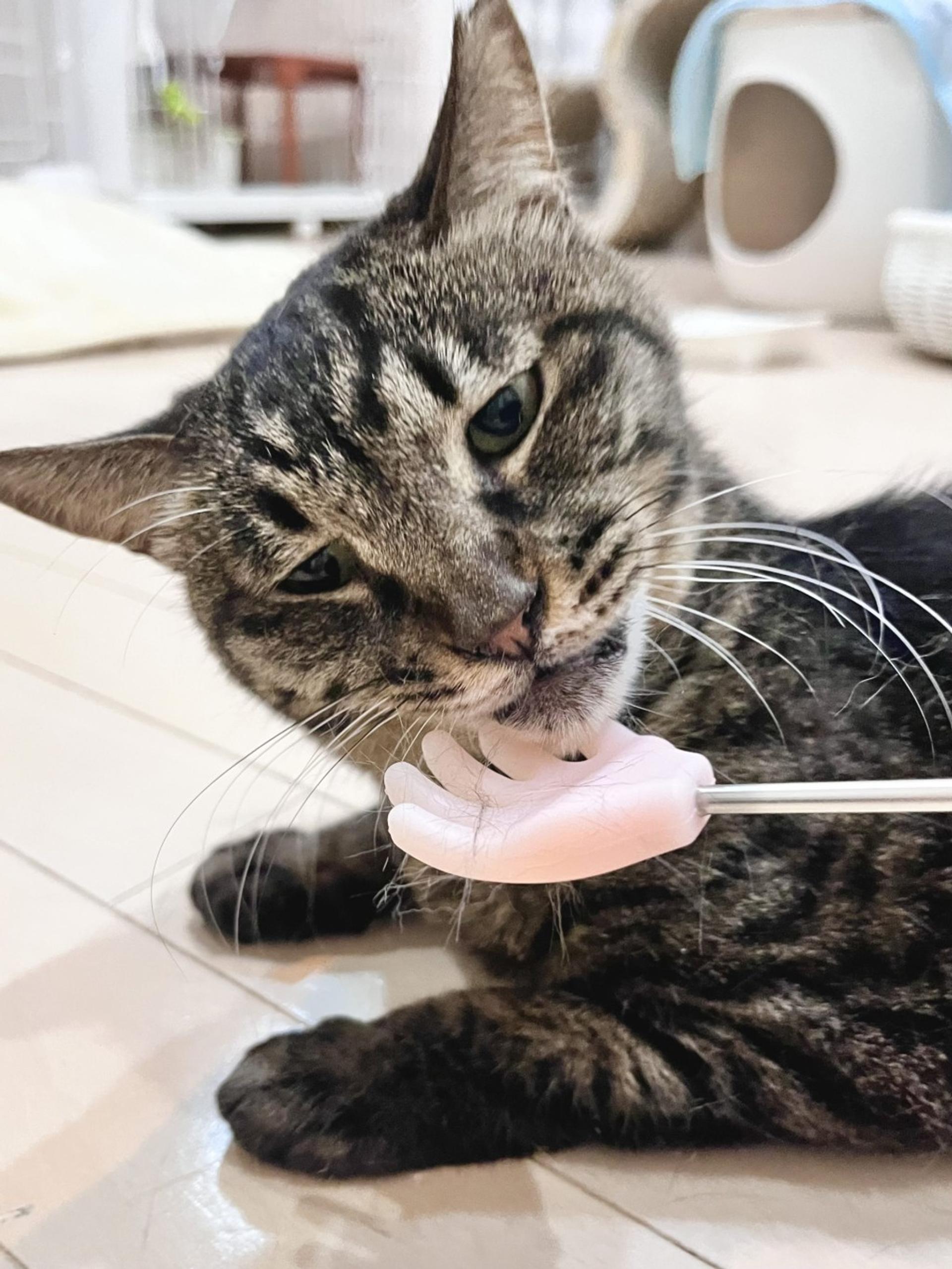 pet-image-6