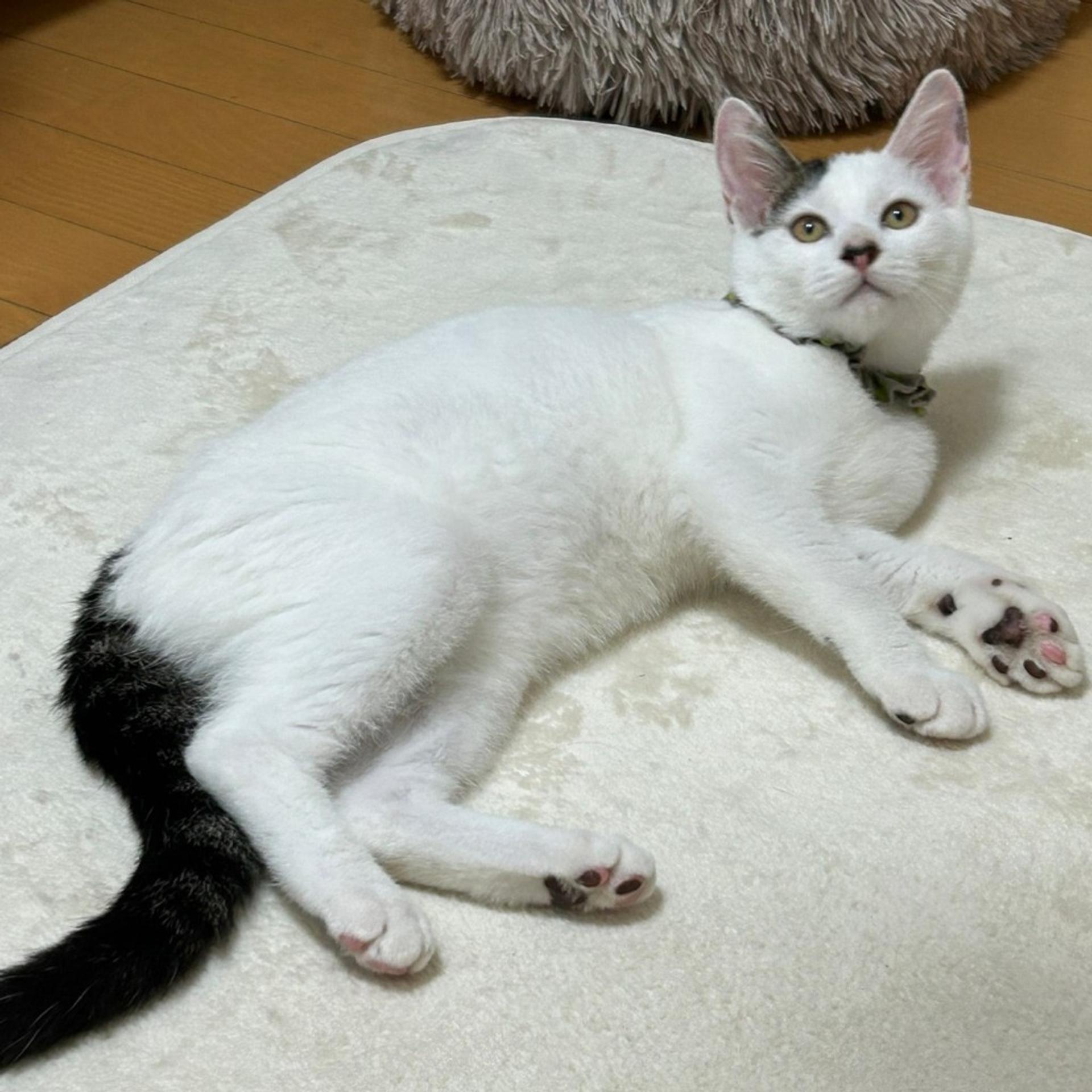 pet-image-6