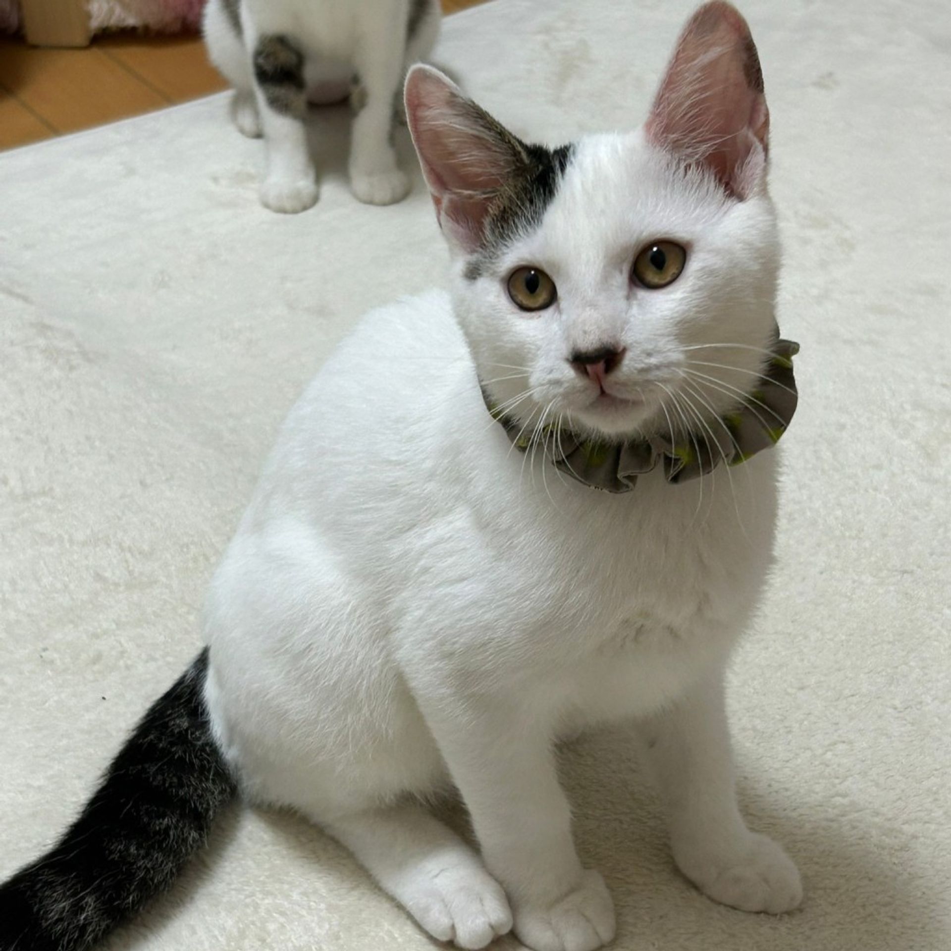 雑種（ミックス猫）・オスの里親募集の写真