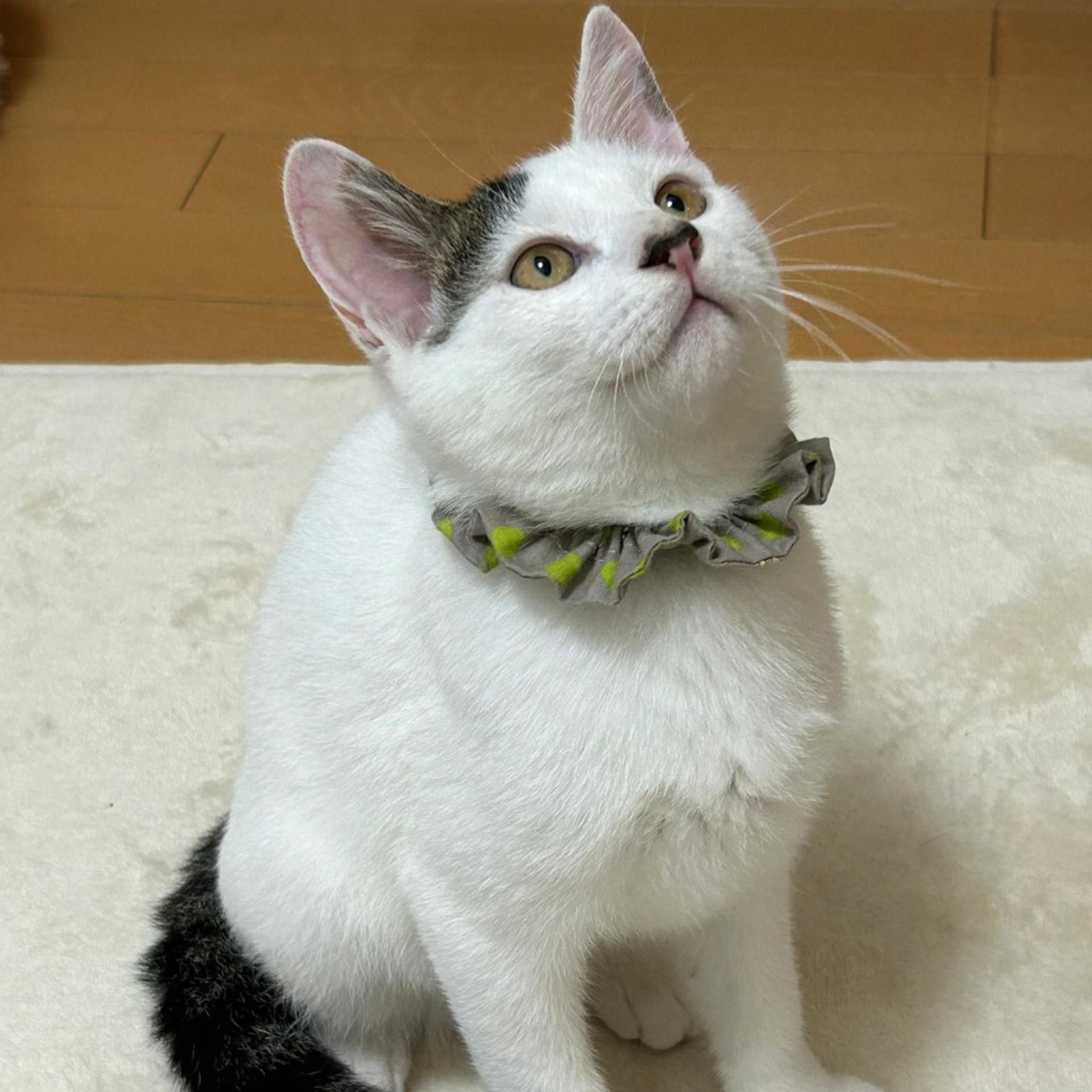 pet-image-4
