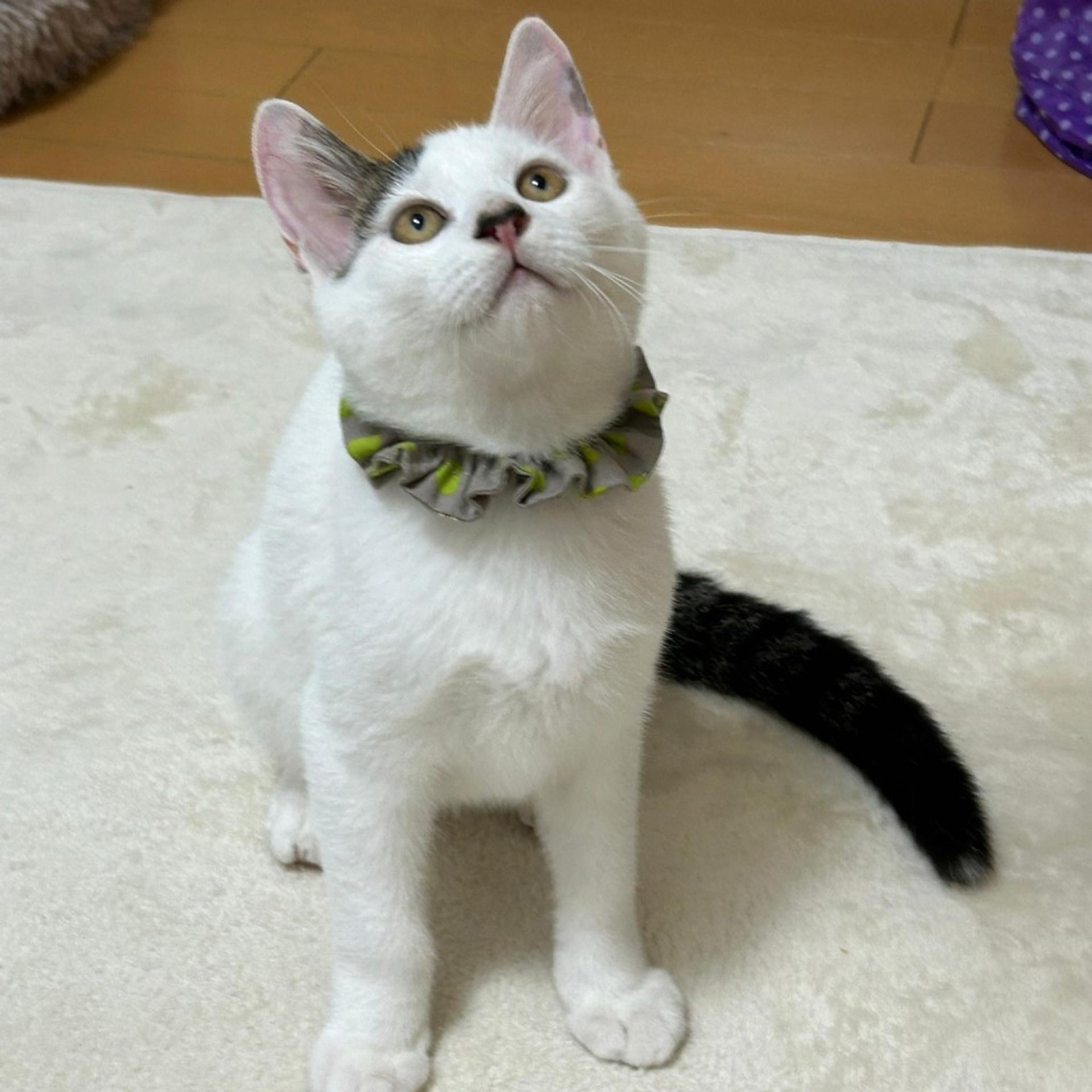 pet-image-5