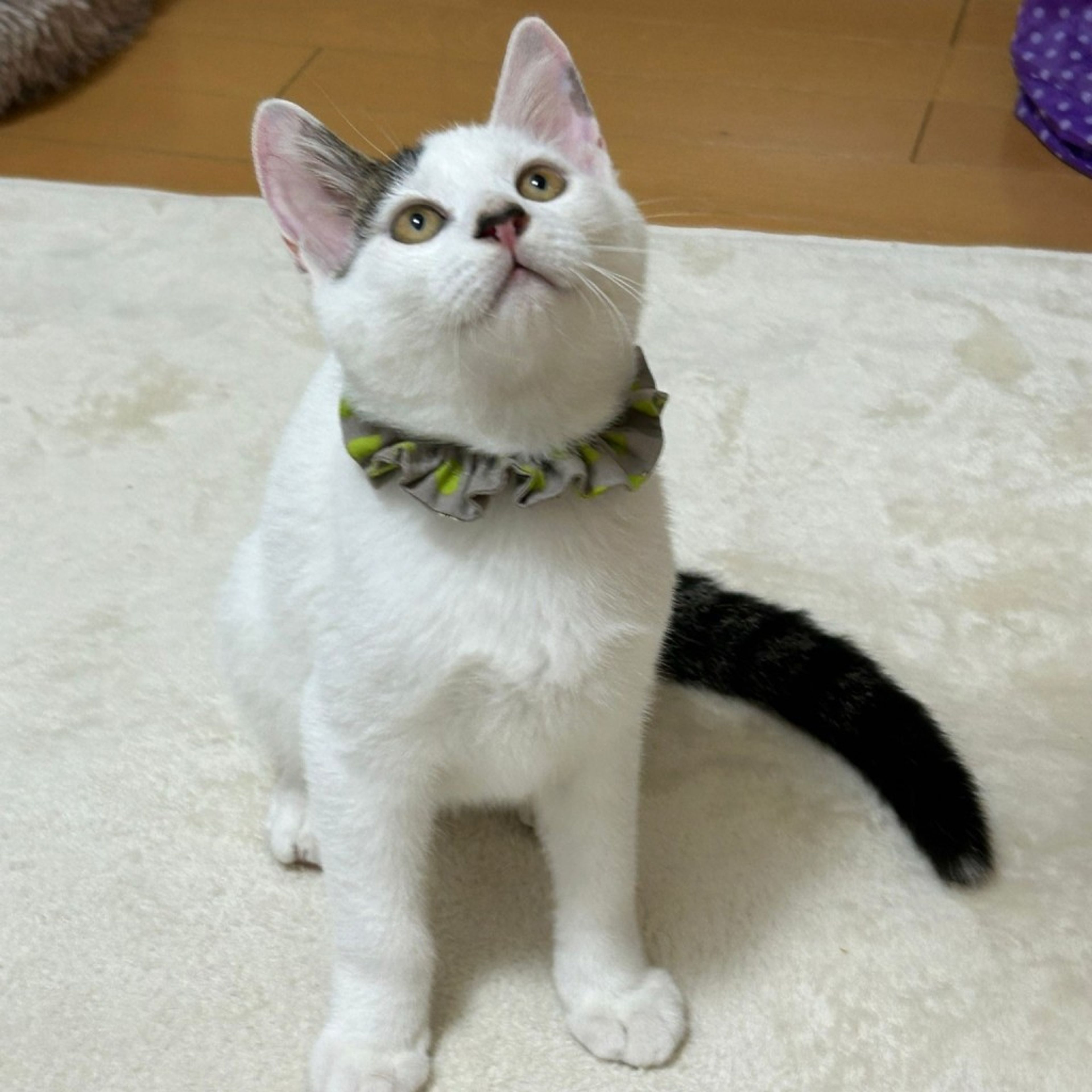 pet-image-5