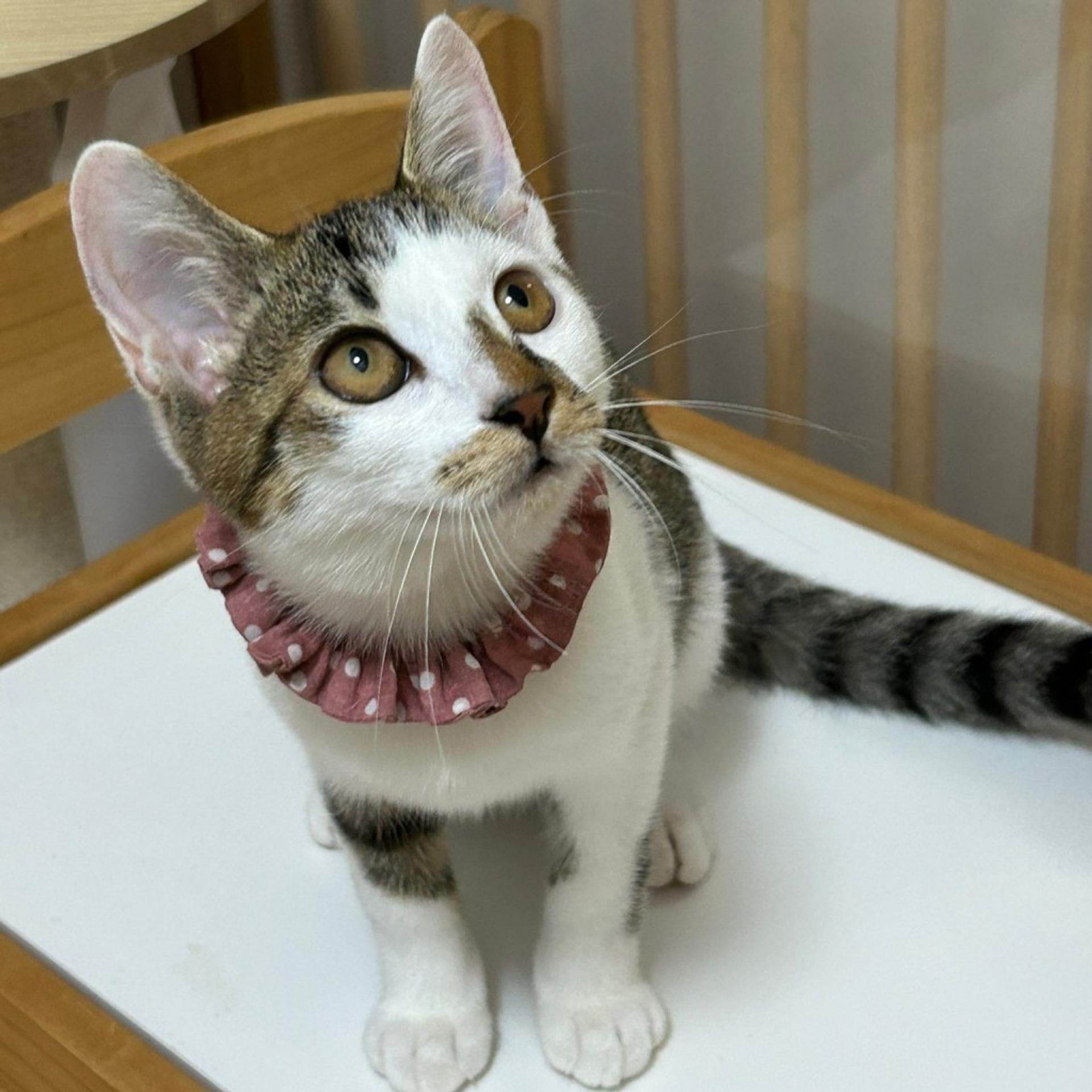 pet-image-6