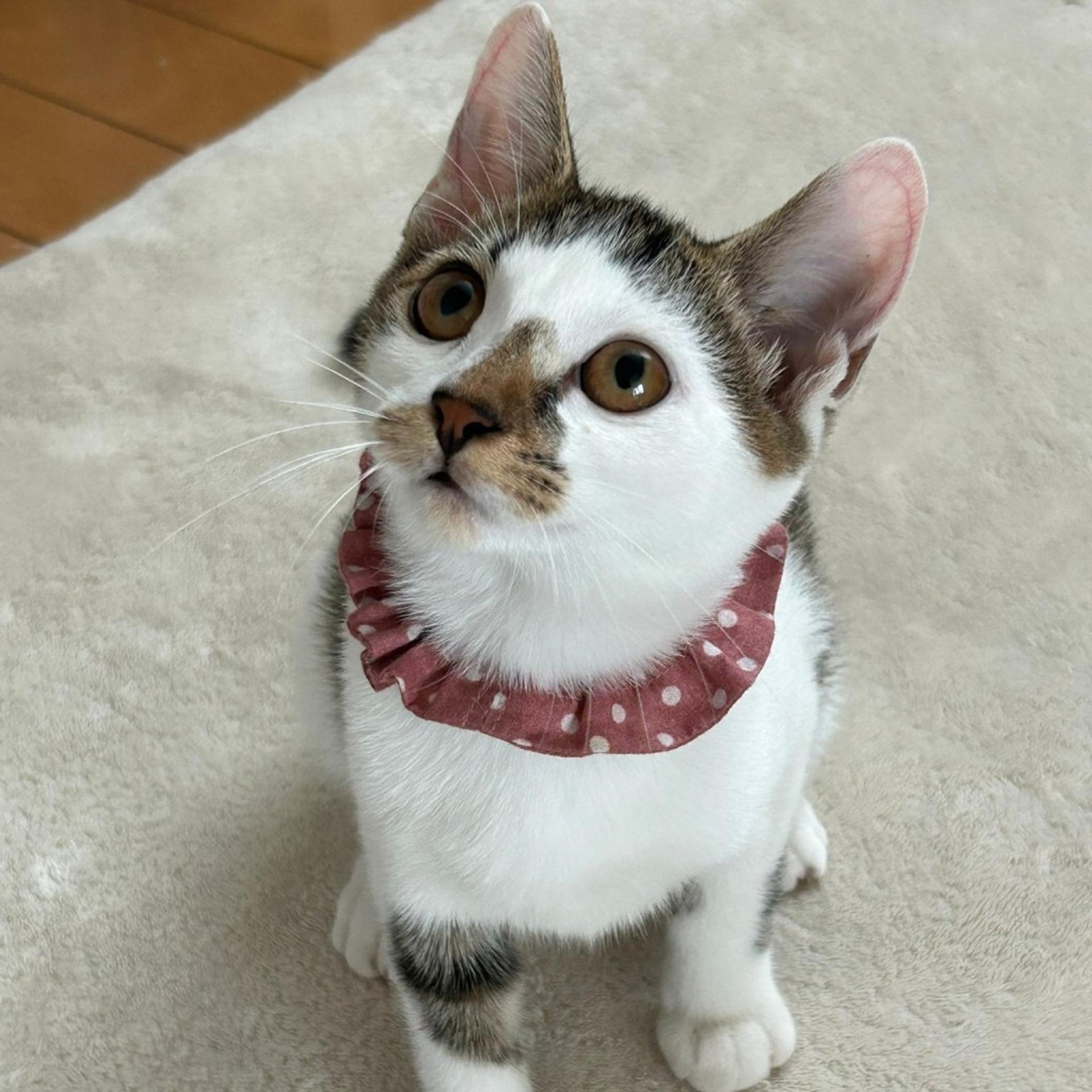pet-image-7