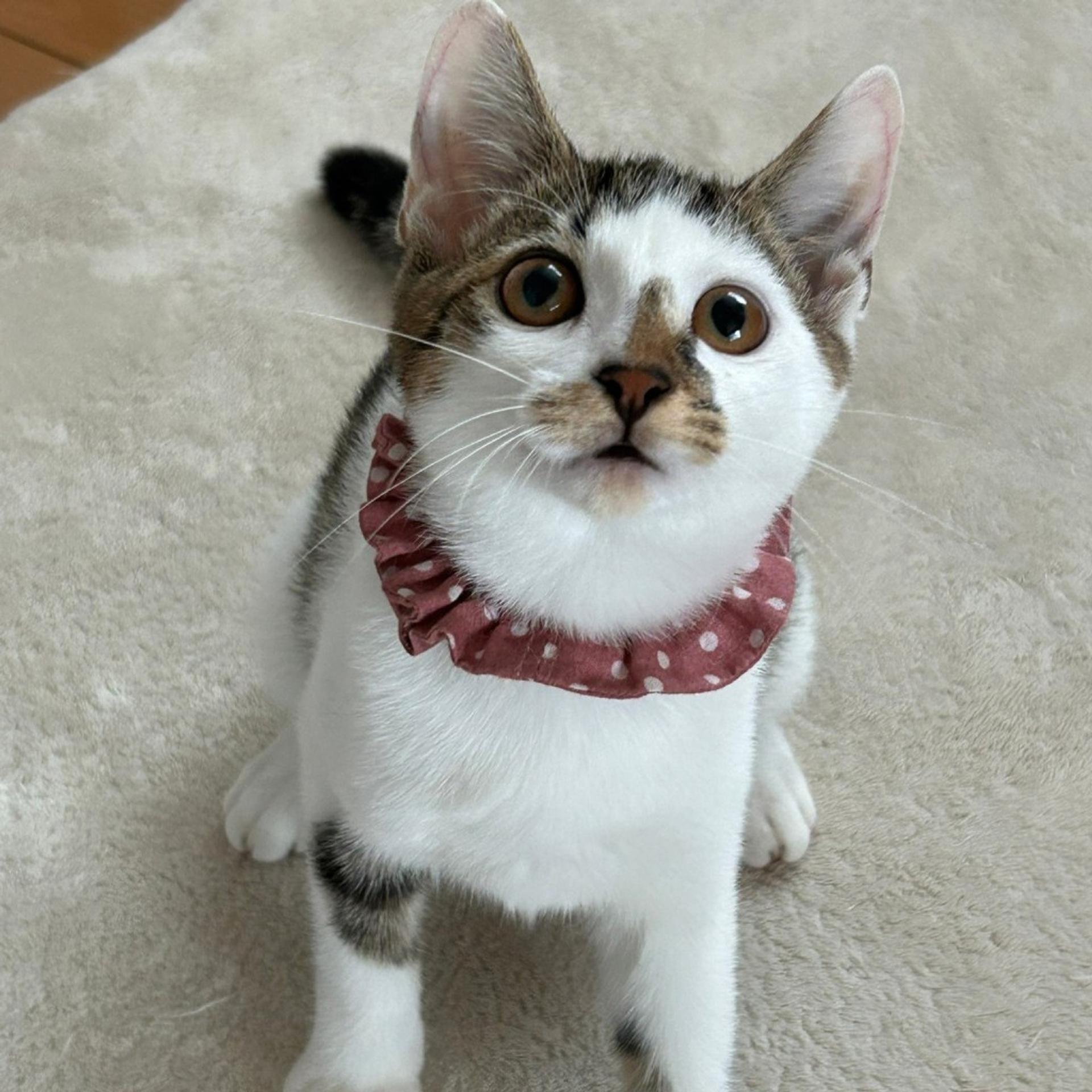 pet-image-4