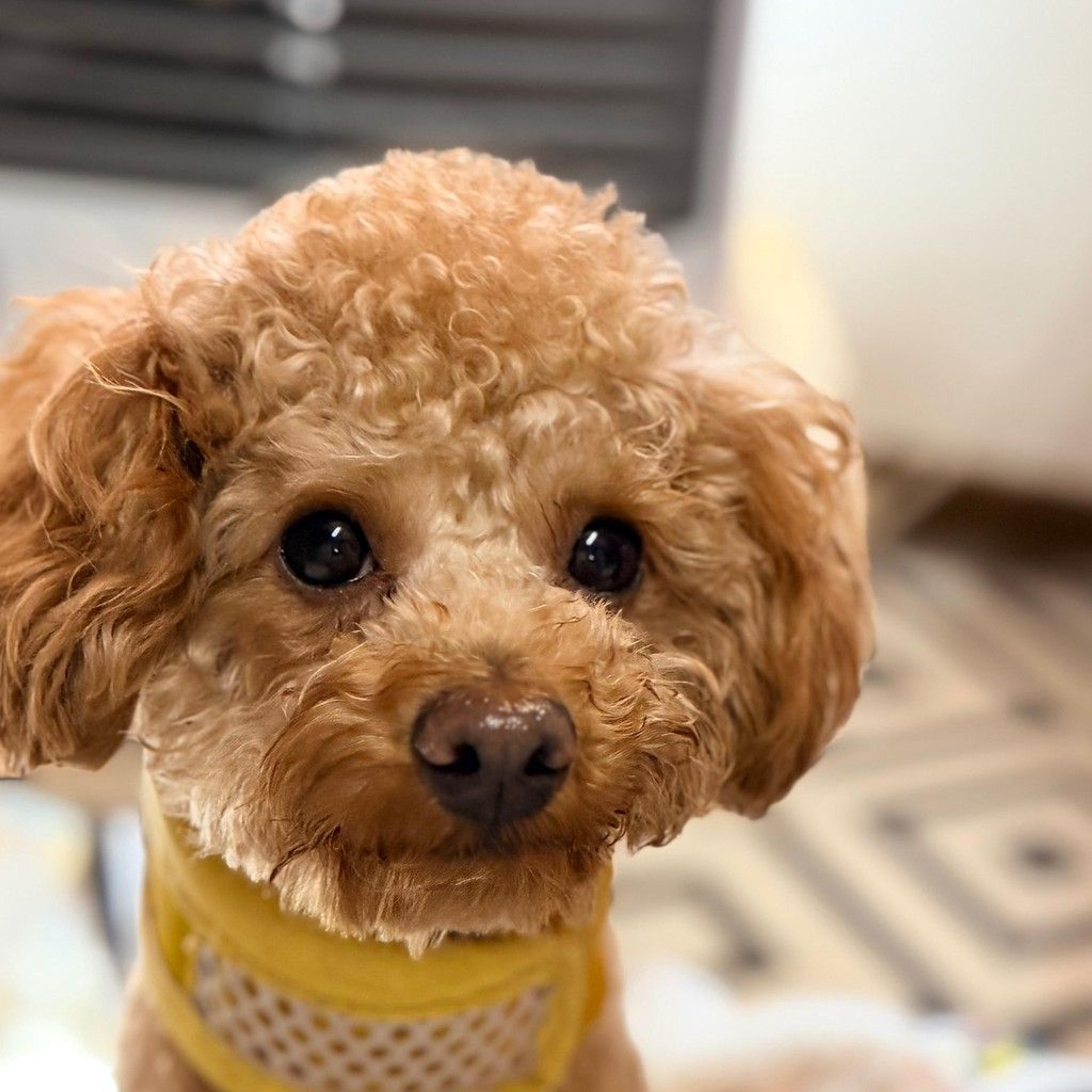 pet-image-2