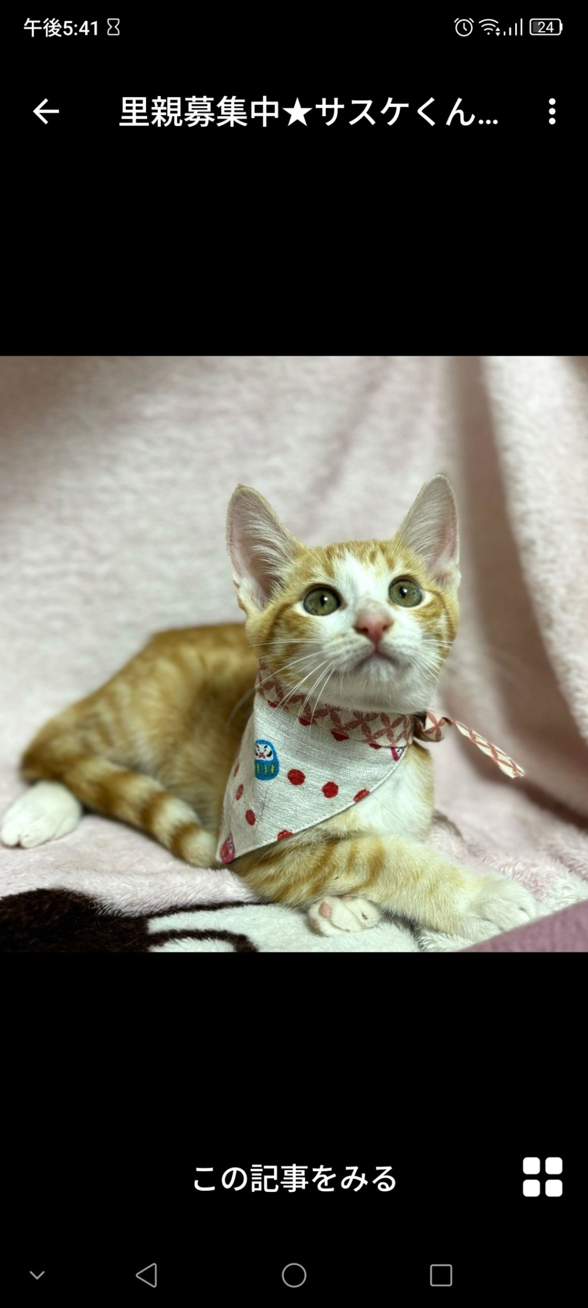 雑種（ミックス猫）・オスの里親募集の写真