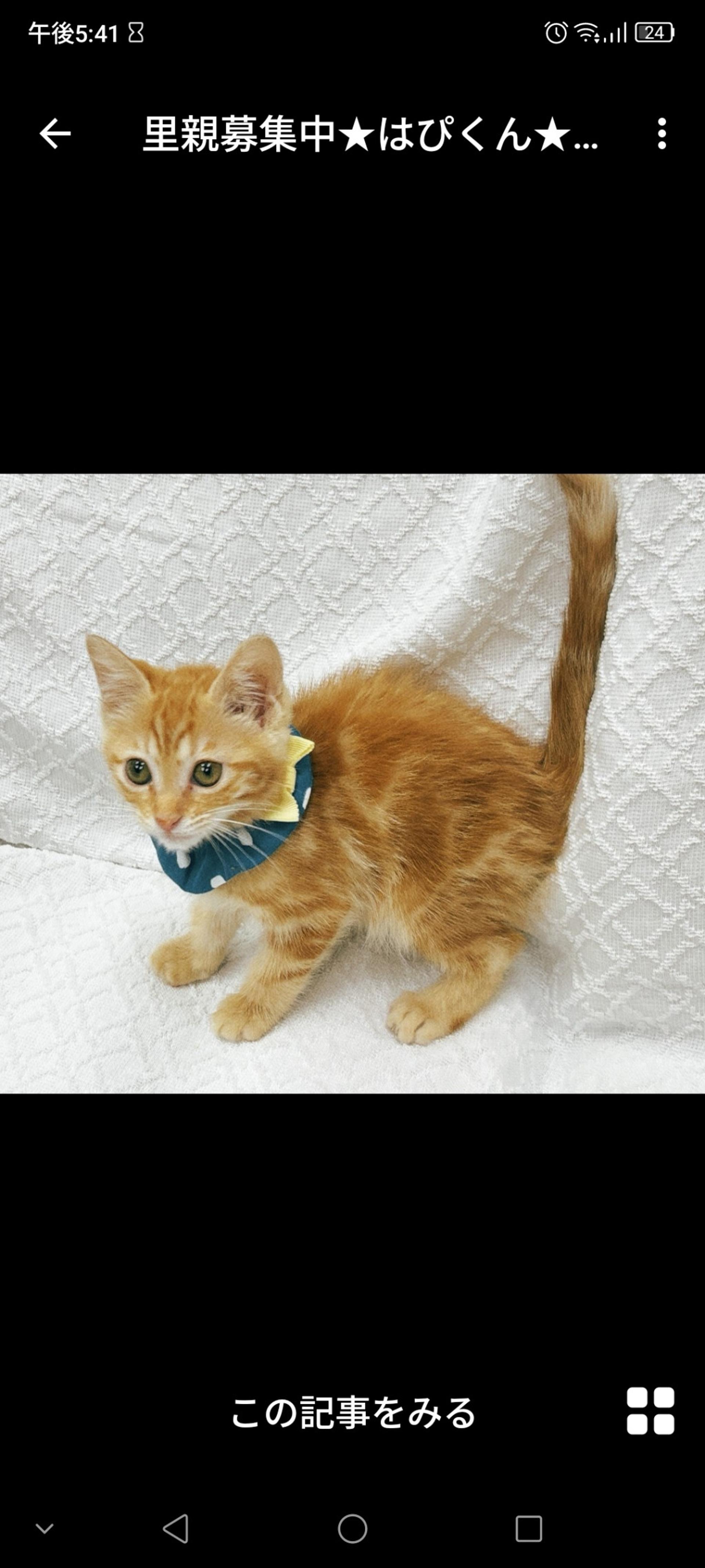 pet-image-3