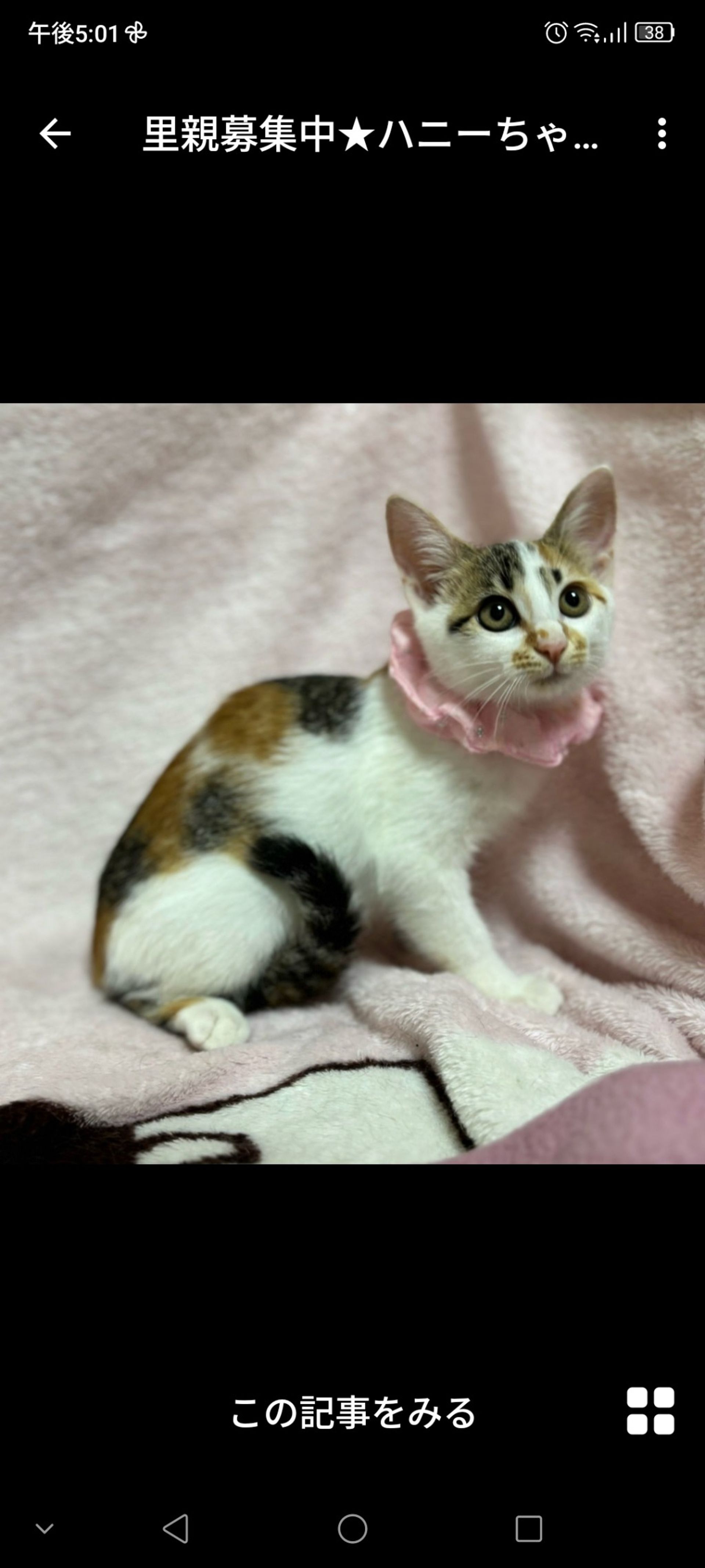日本猫・メスの里親募集の写真