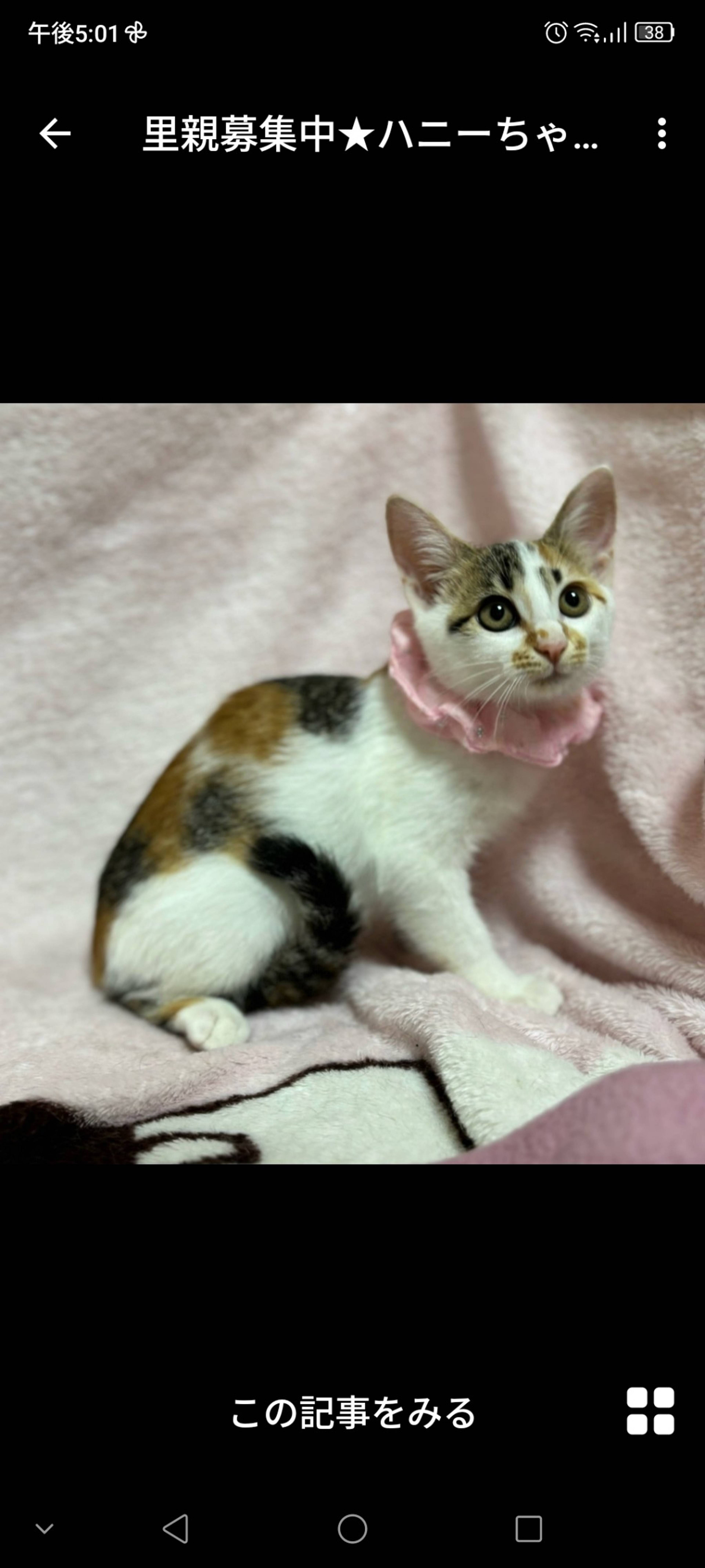 日本猫・メスの里親募集の写真