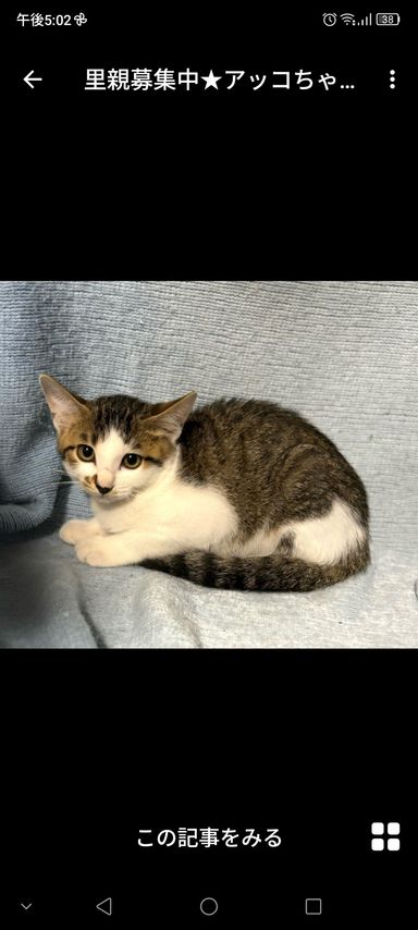 アッコちゃん