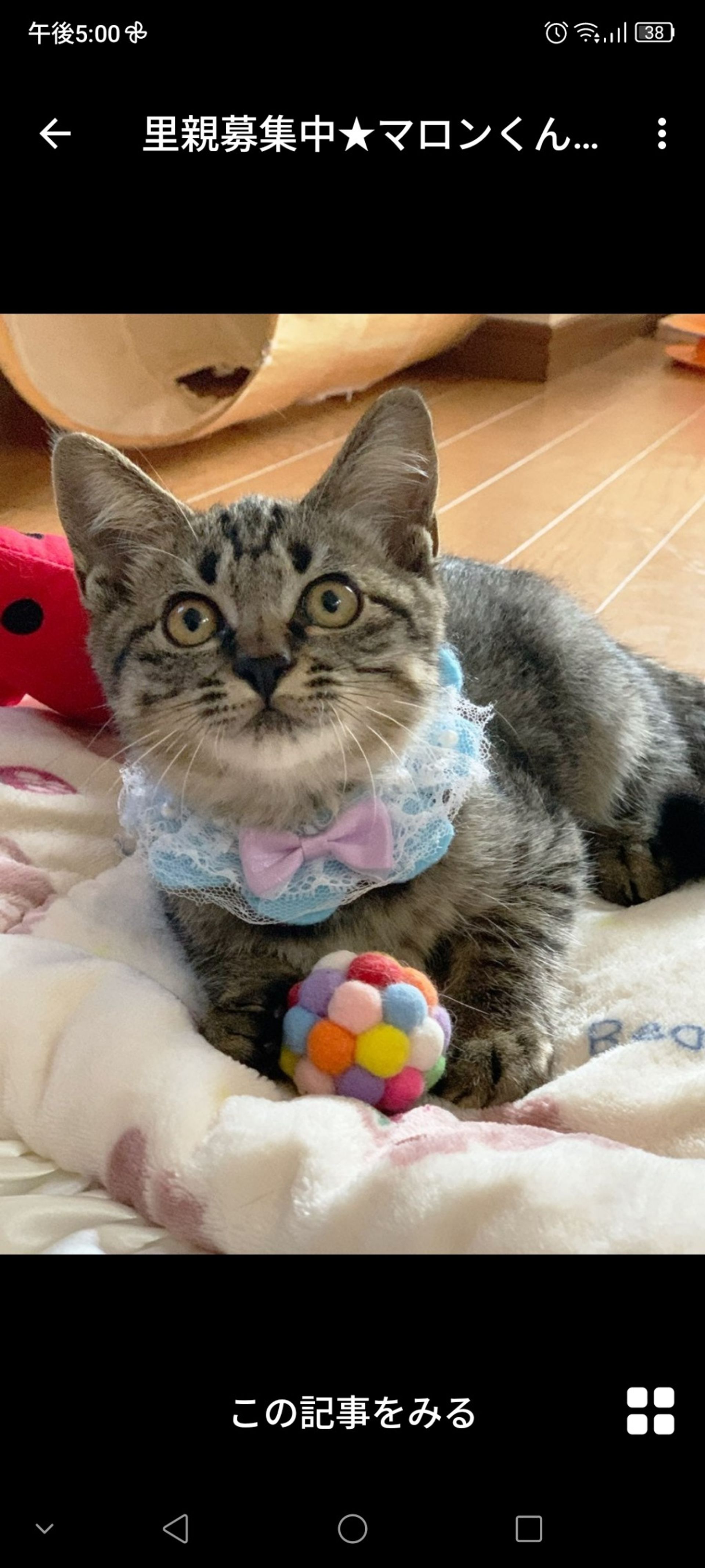 雑種（ミックス猫）・オスの里親募集の写真