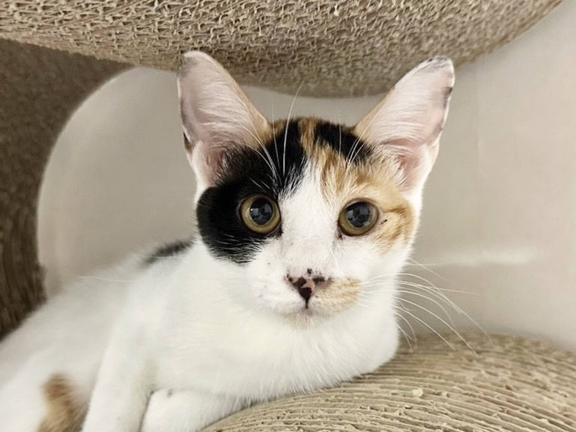 雑種（ミックス猫）・メスの里親募集の写真
