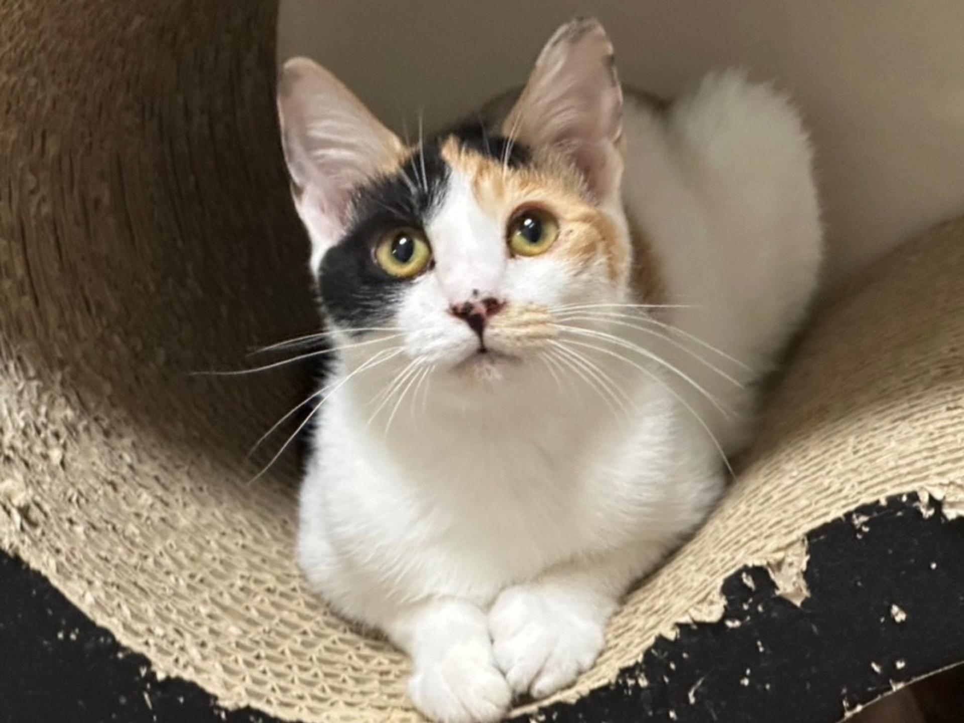 pet-image-3