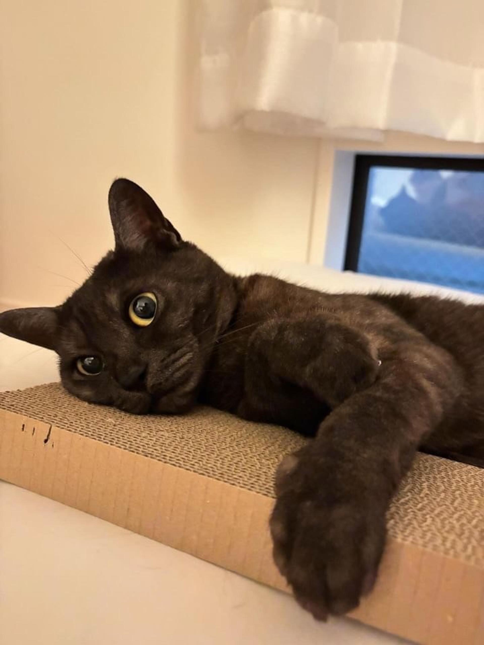 pet-image-4