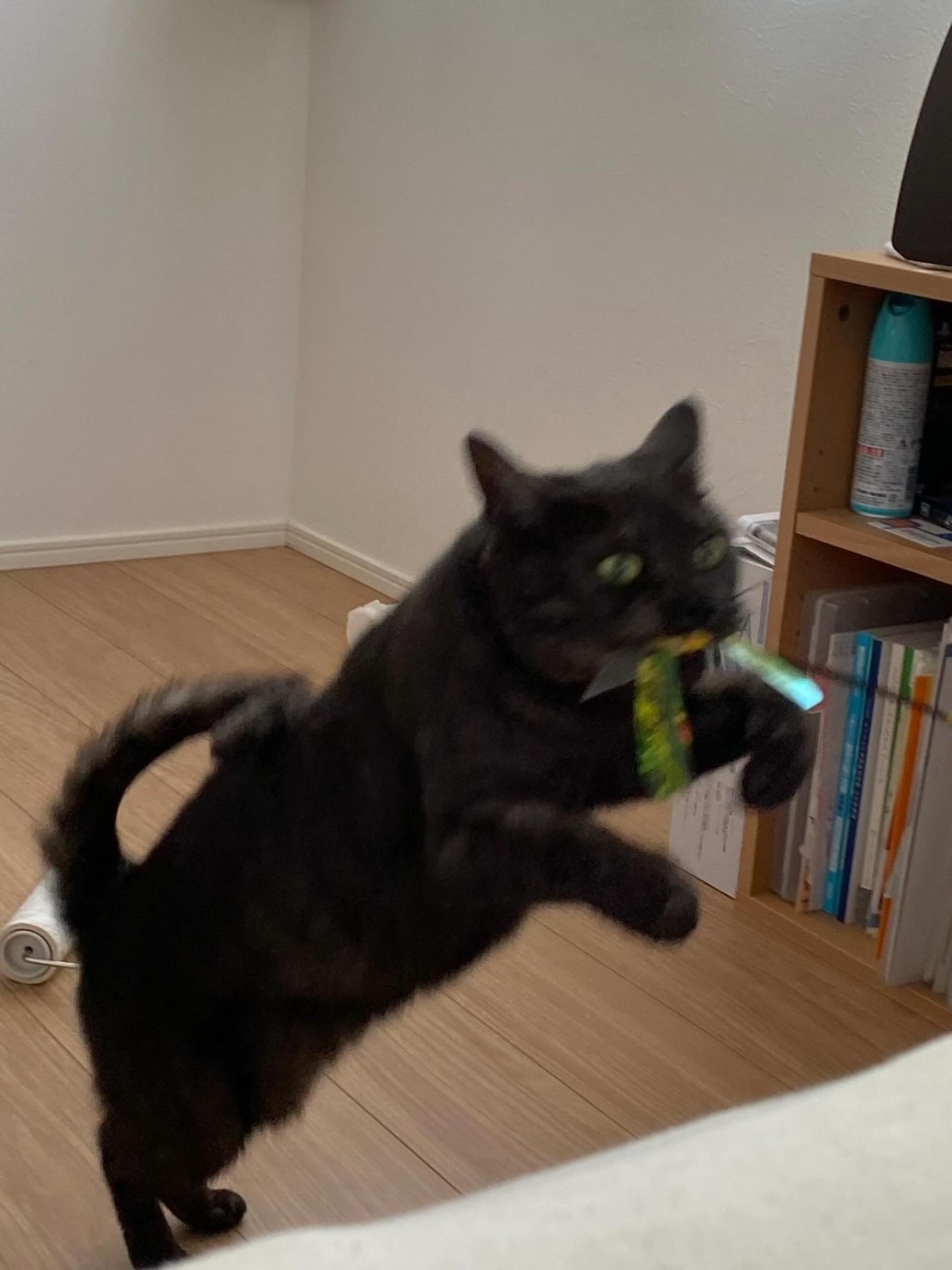 pet-image-6