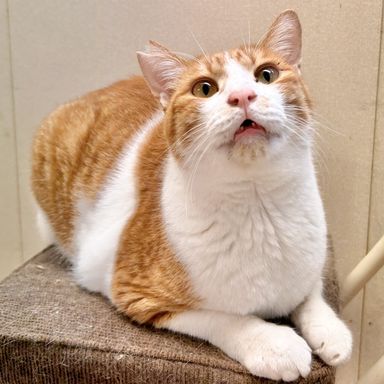 つとむ