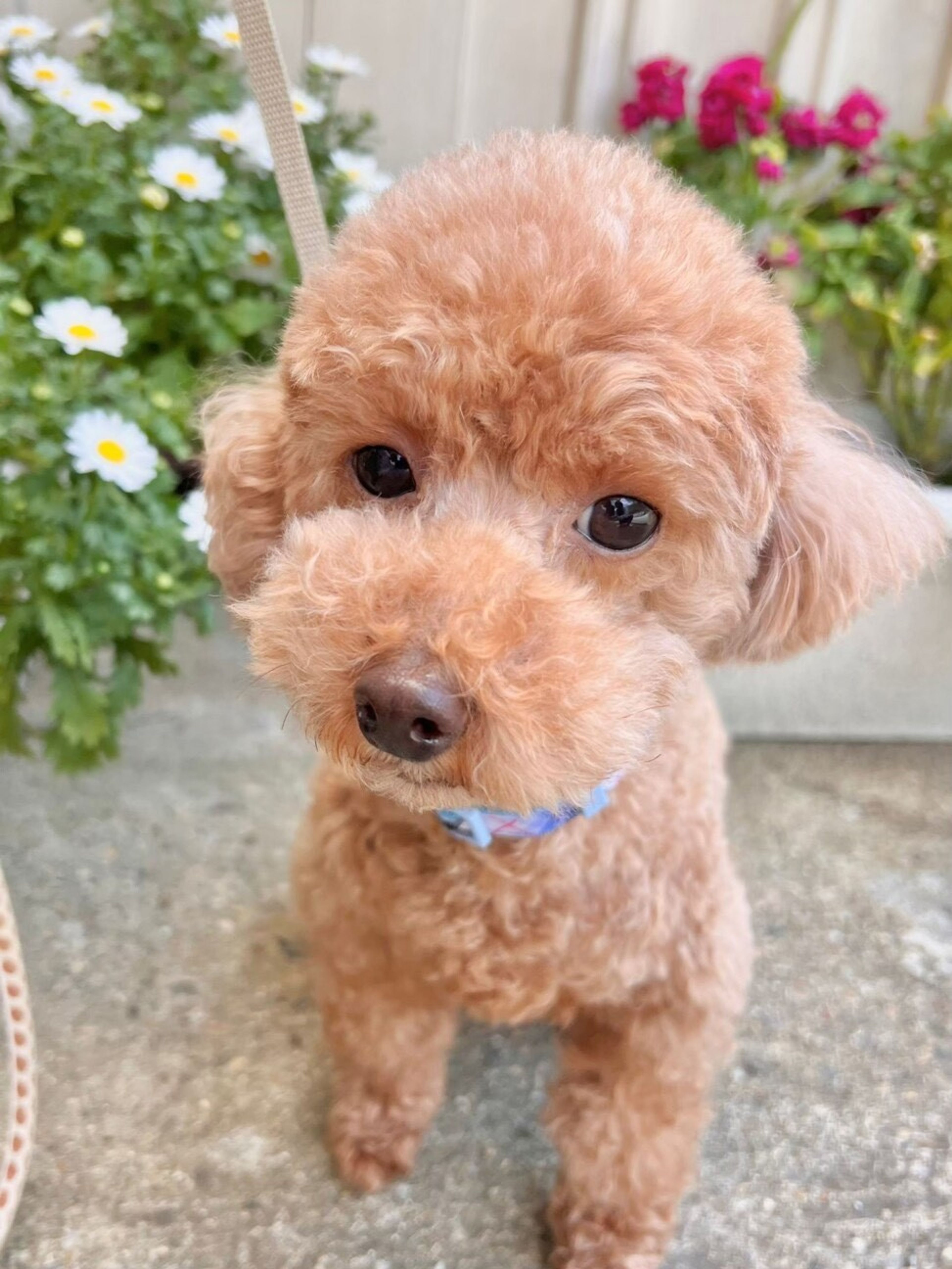 pet-image-2