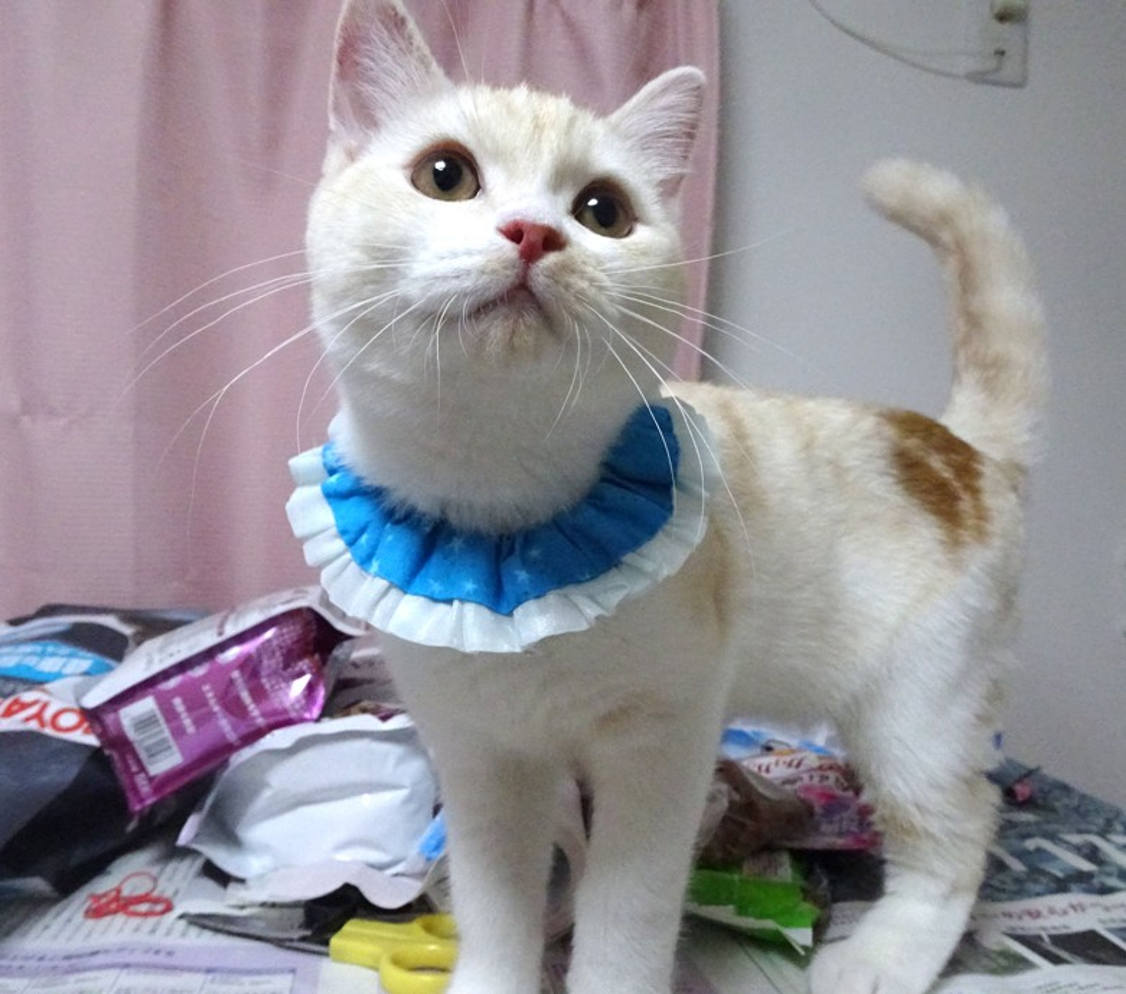 pet-image-2