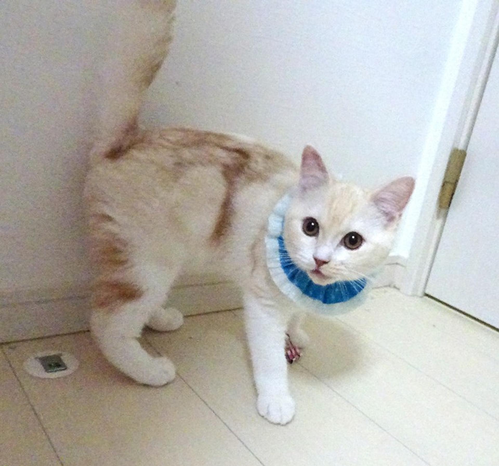 pet-image-4