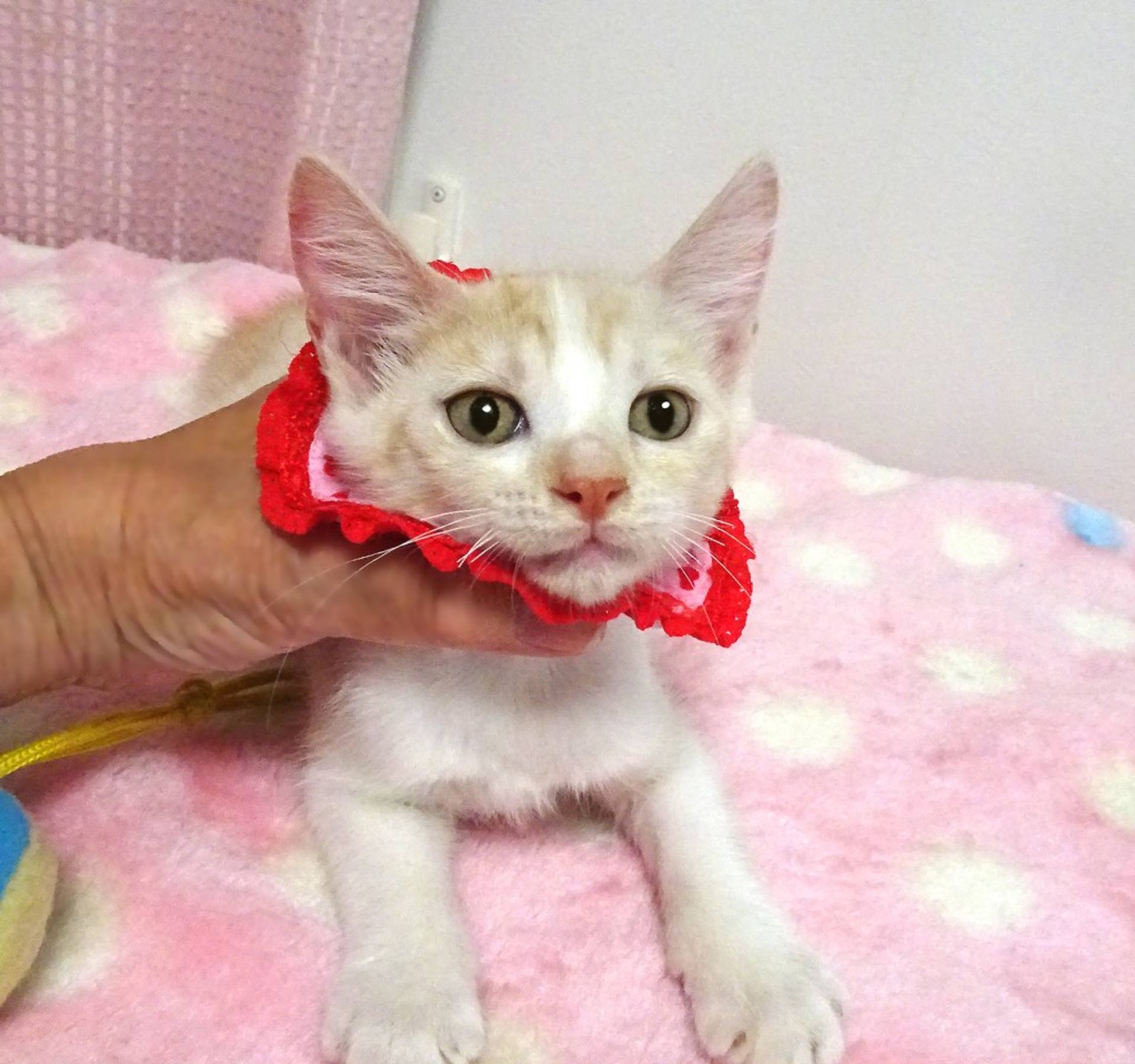 雑種（ミックス猫）・メスの里親募集の写真