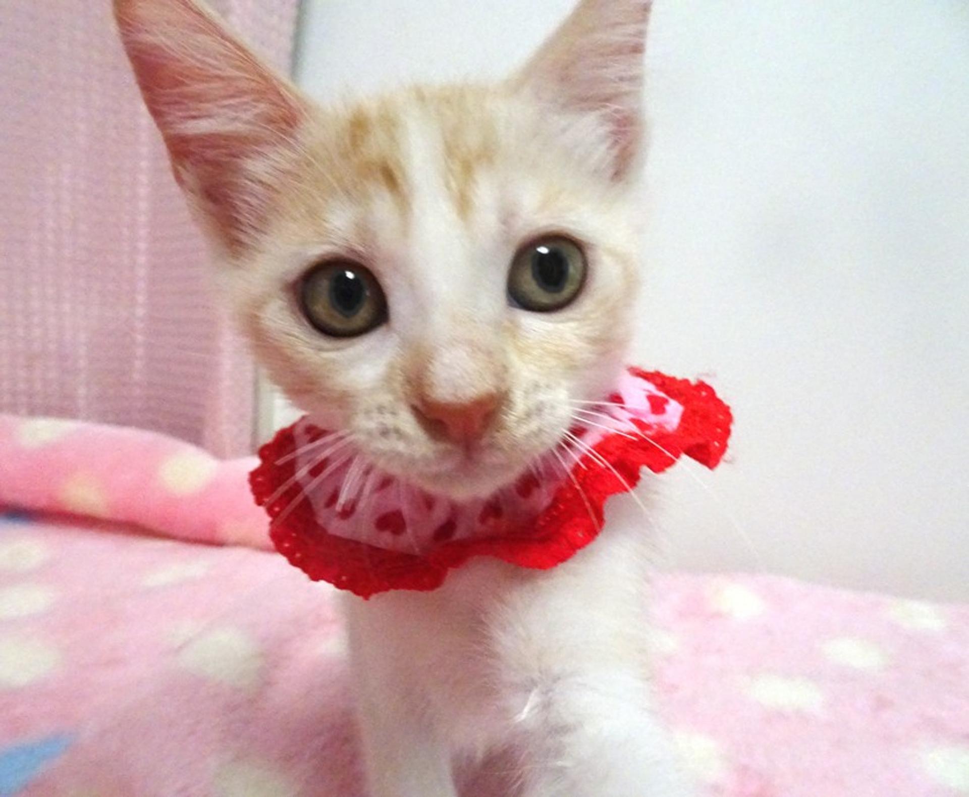 pet-image-2