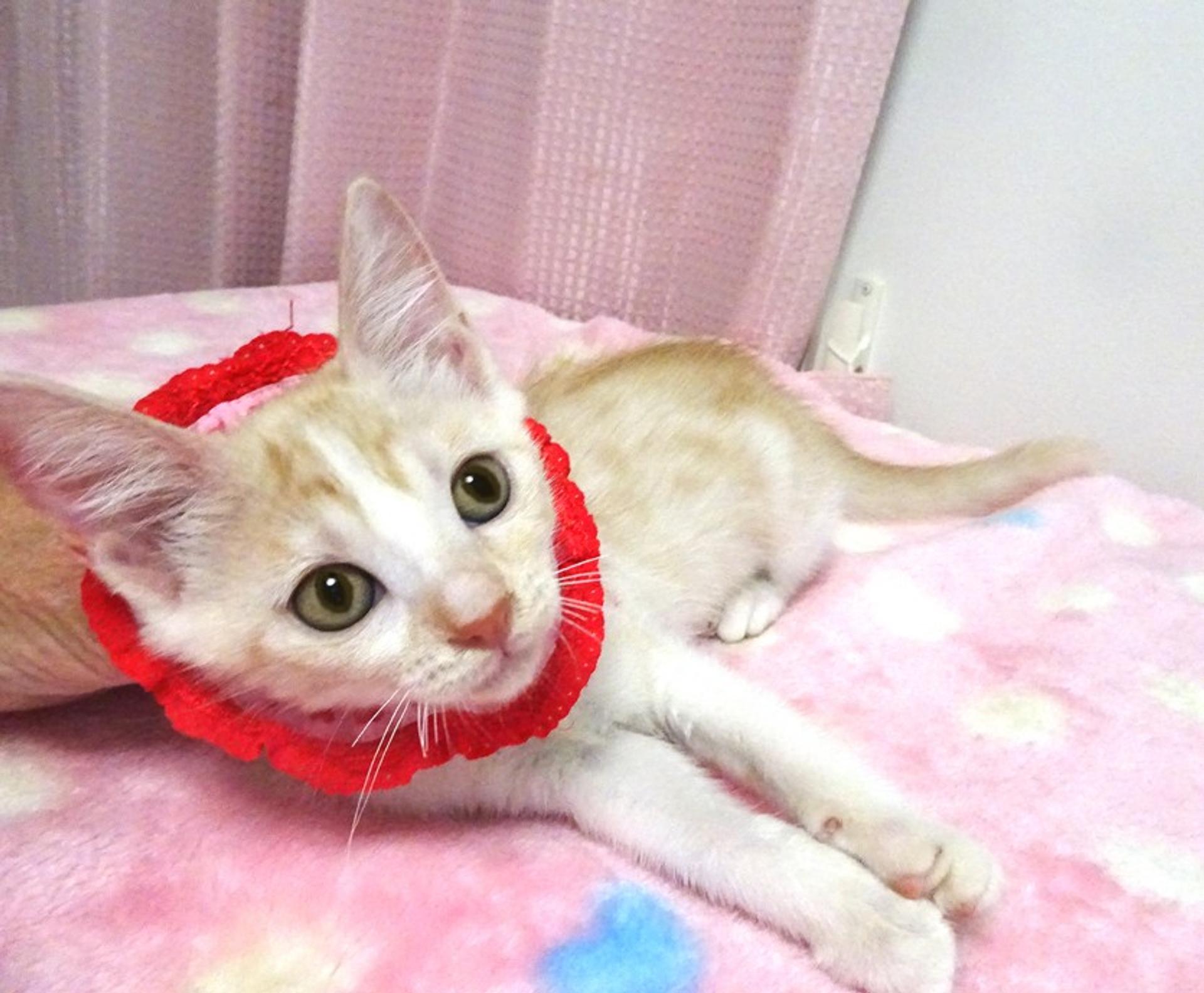 pet-image-4