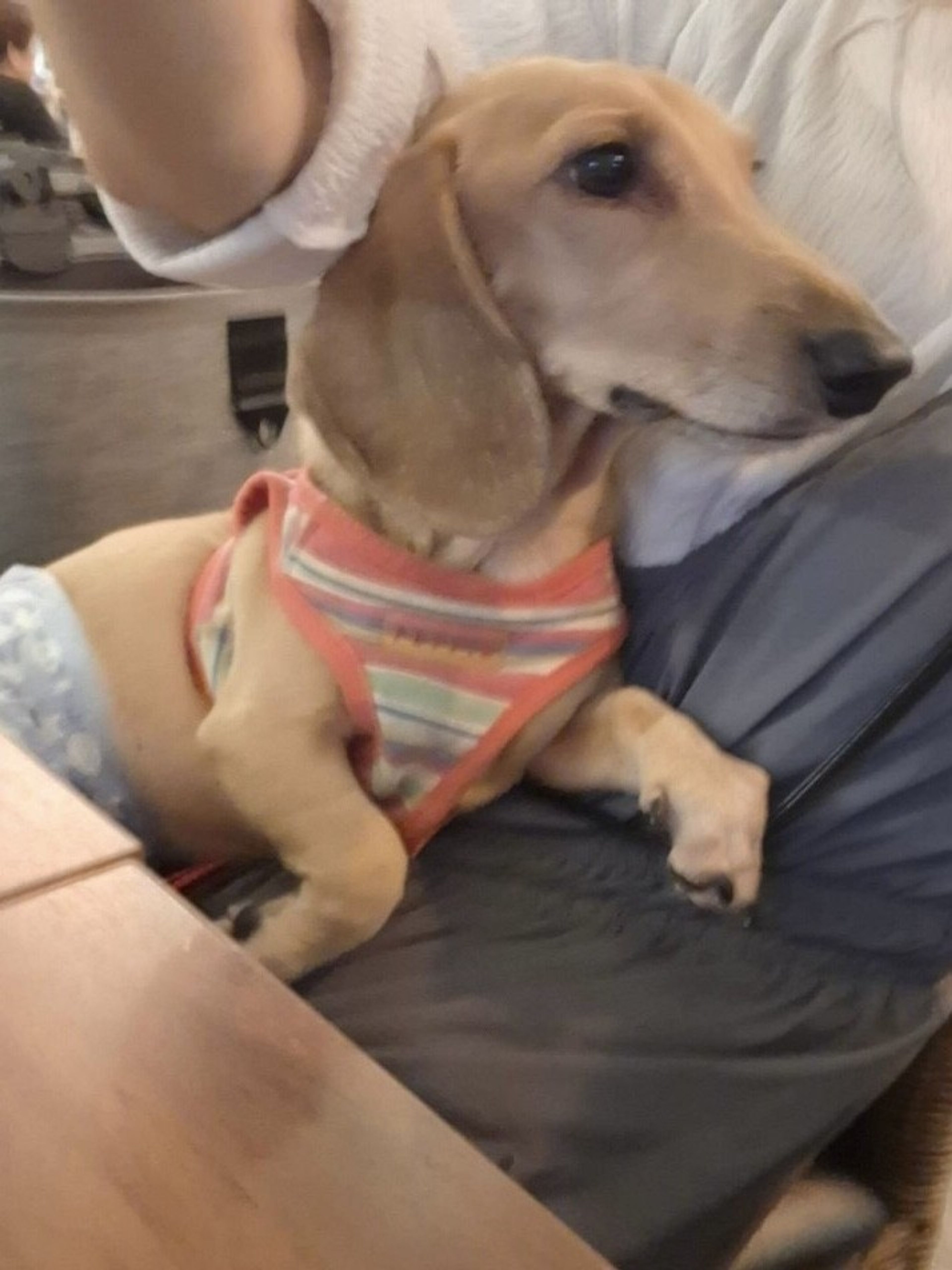 pet-image-3