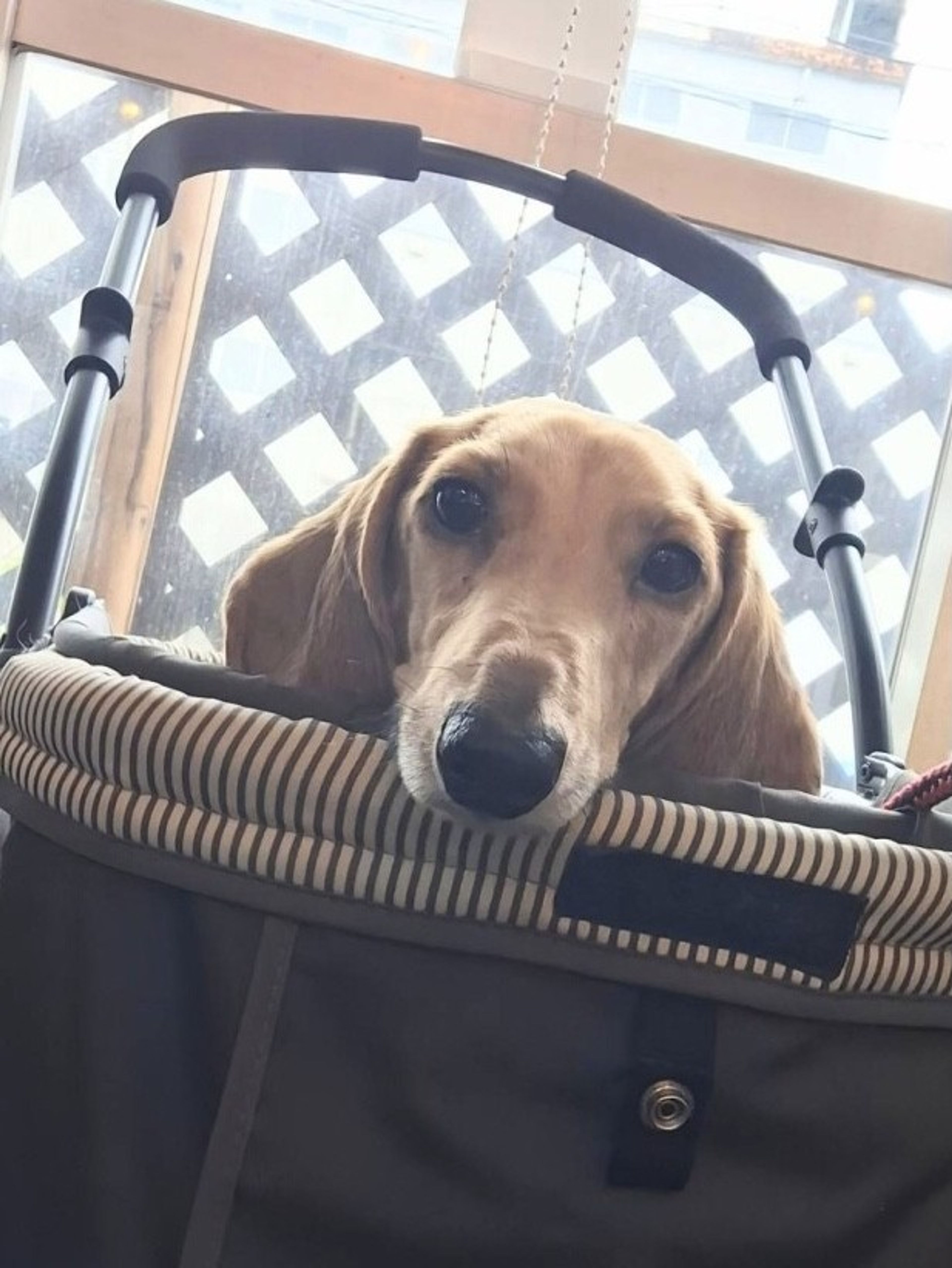 pet-image-4