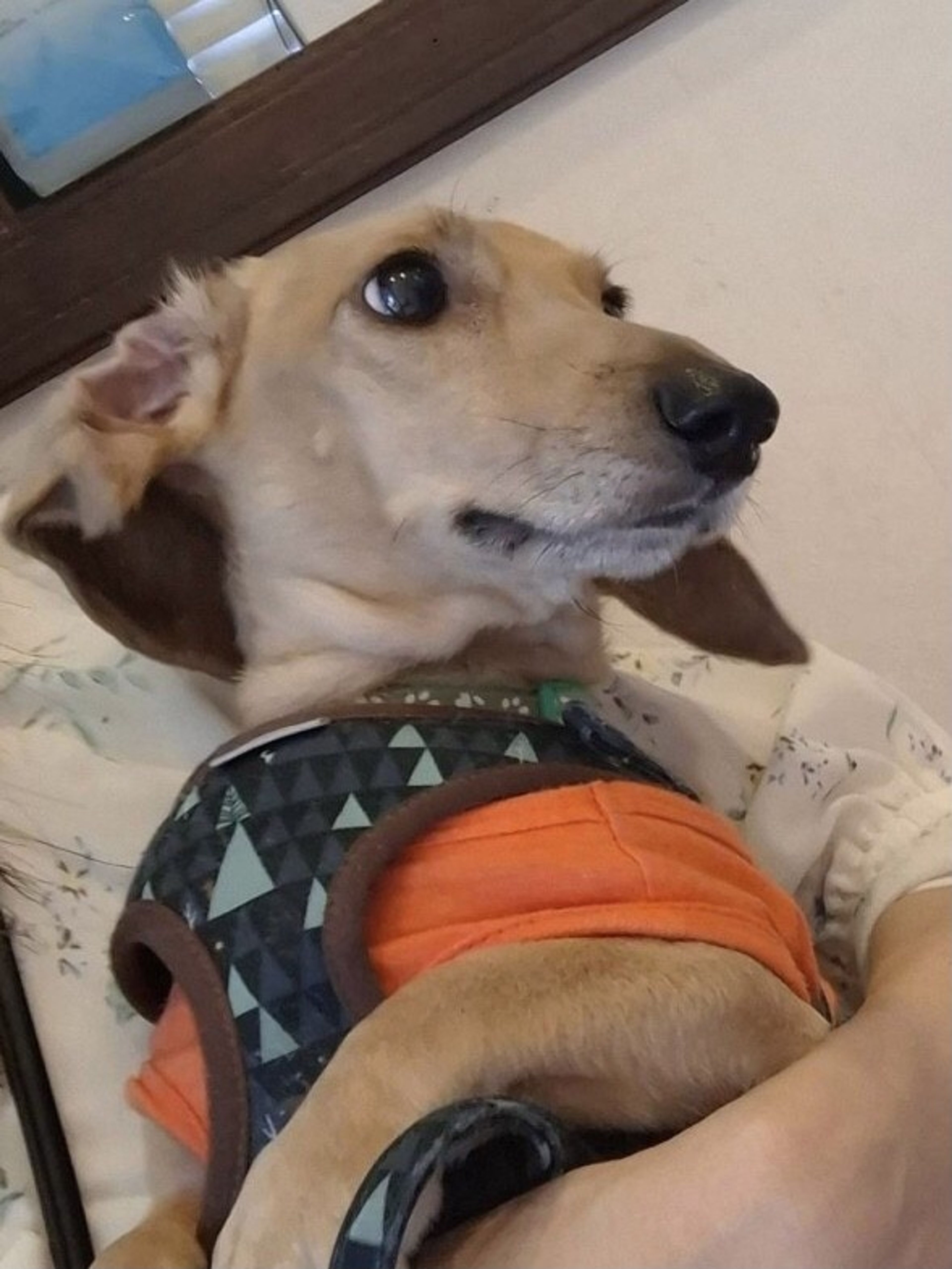 pet-image-5