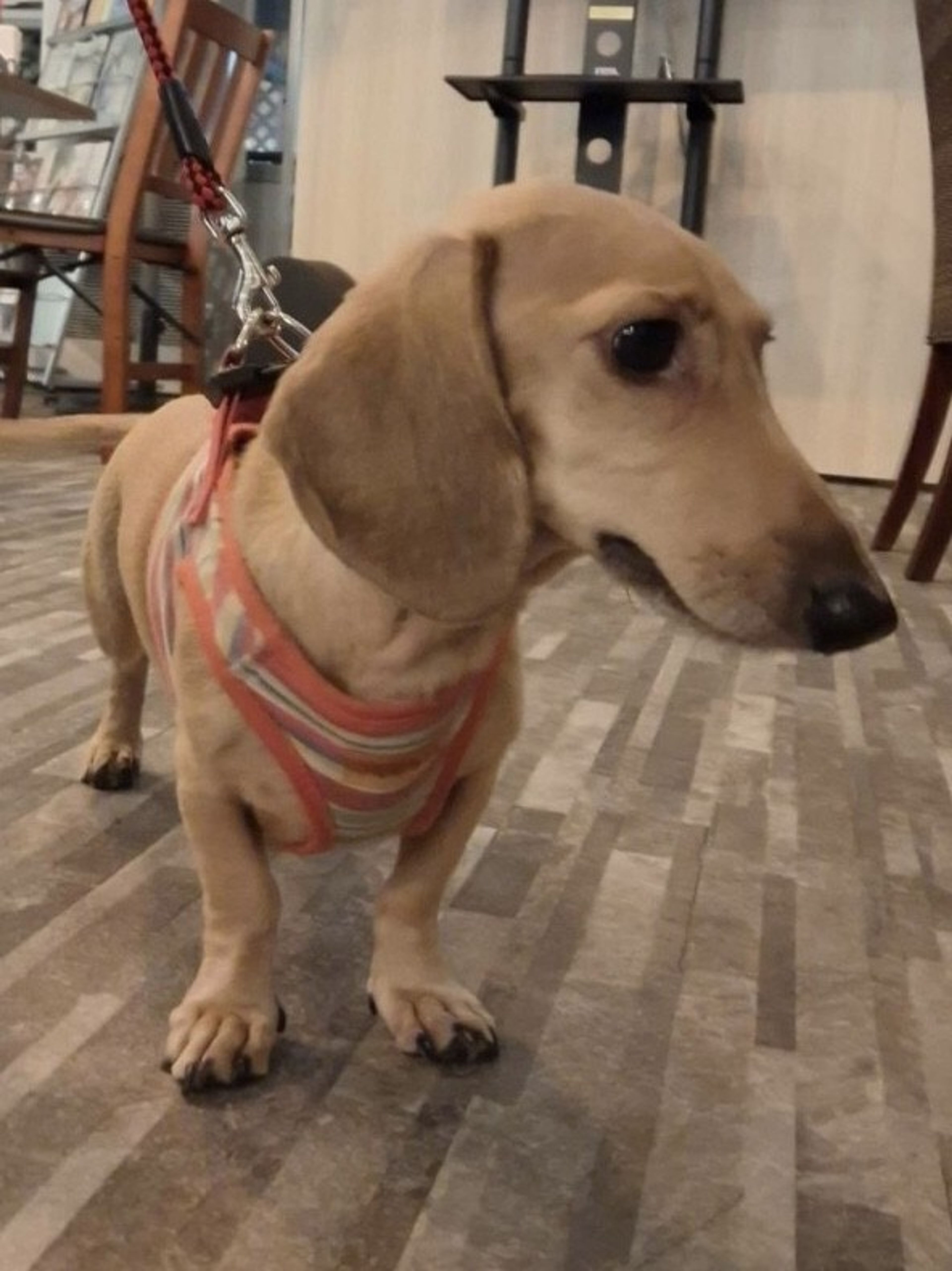 pet-image-6
