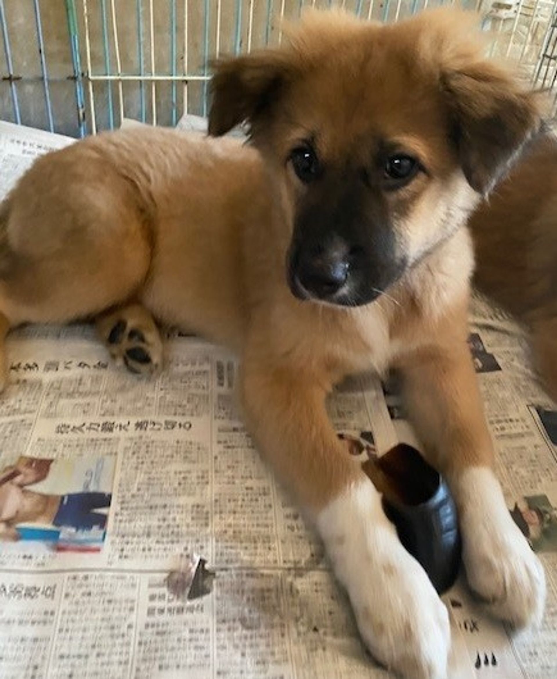 雑種（ミックス犬）・オスの里親募集の写真