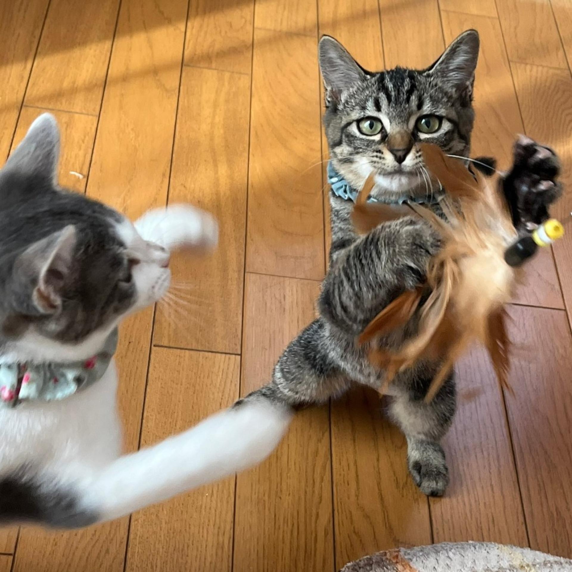 pet-image-9