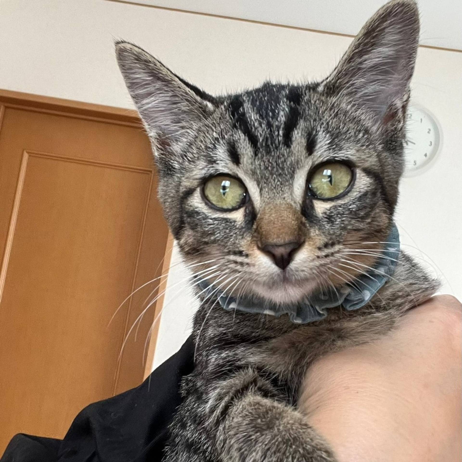 雑種（ミックス猫）・メスの里親募集の写真