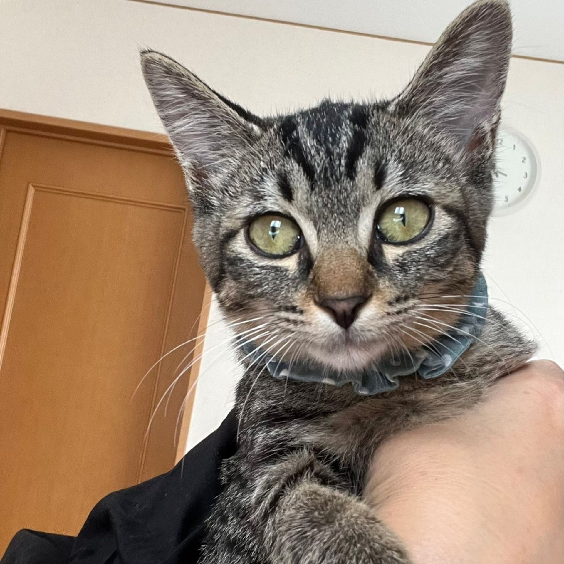 雑種（ミックス猫）・メスの里親募集の写真