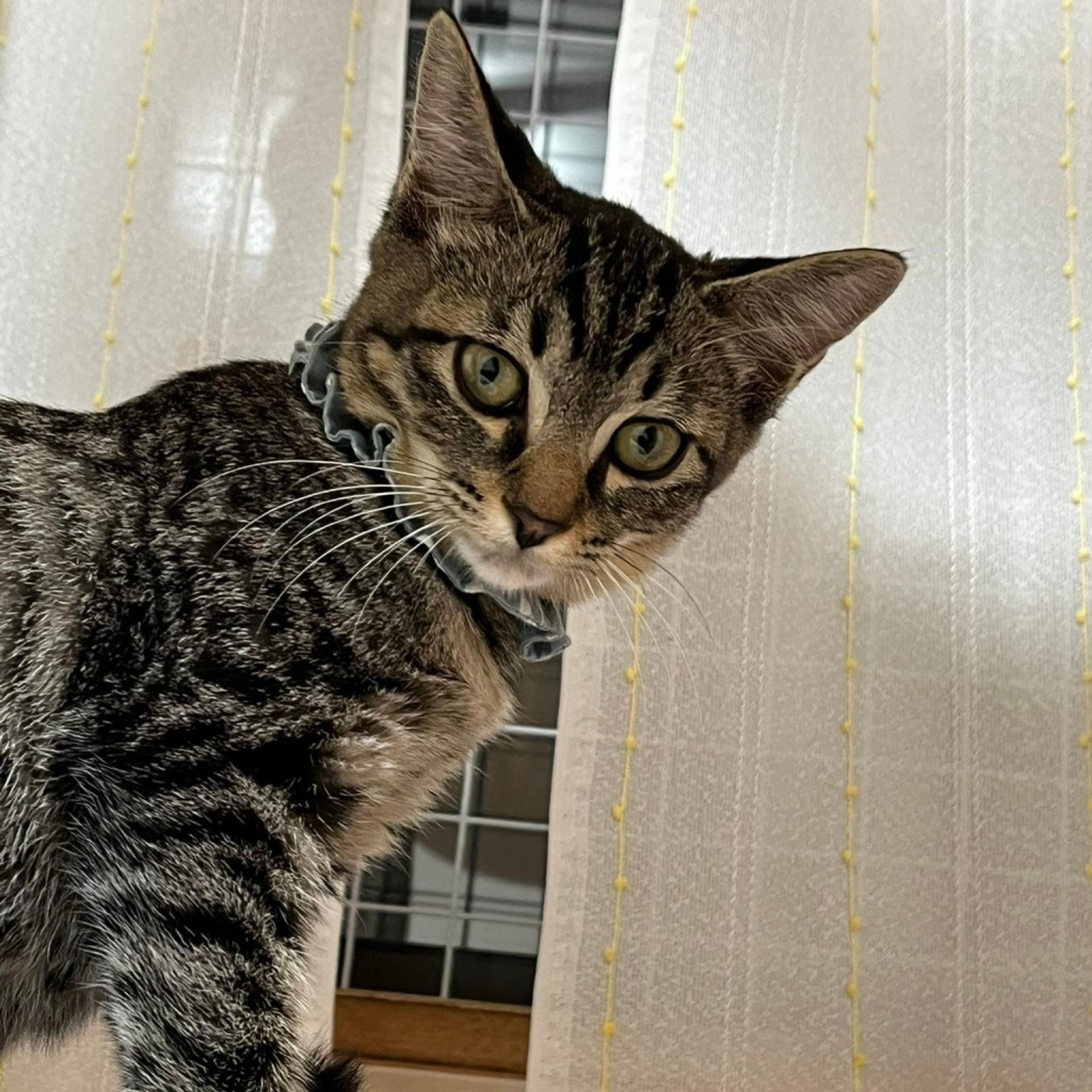 pet-image-6