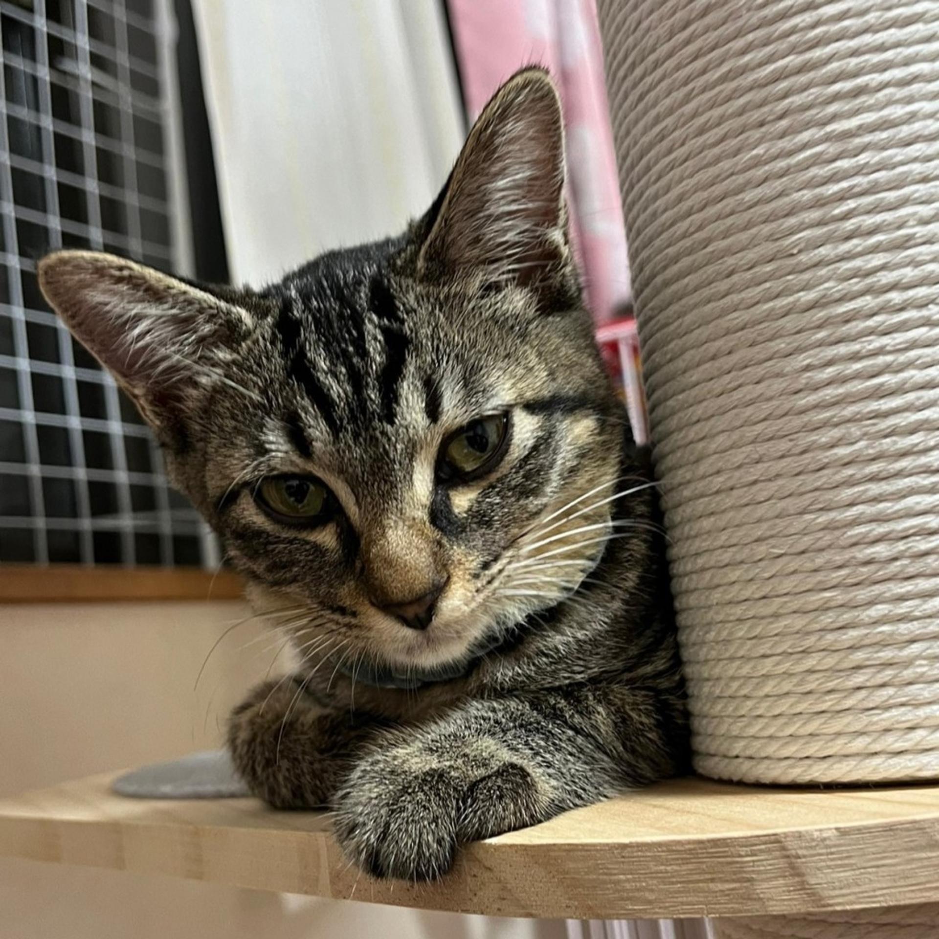 pet-image-8